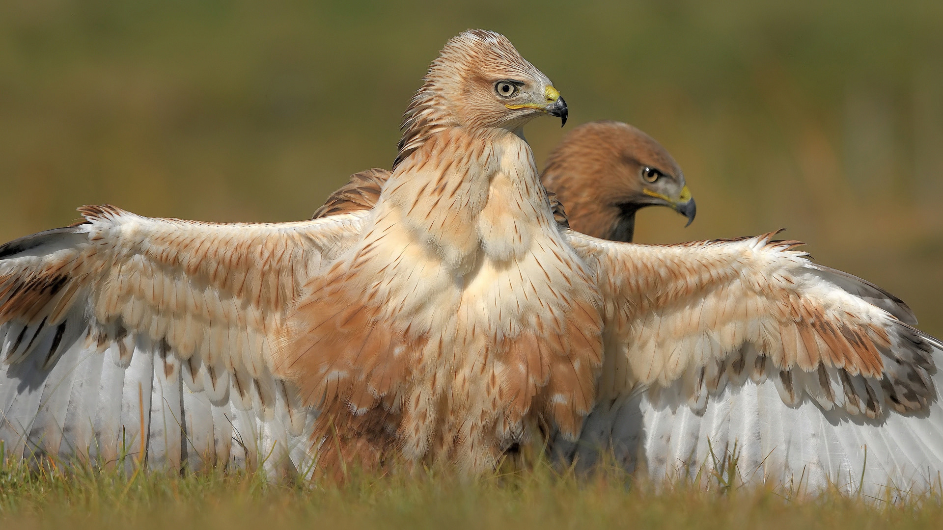 Kızıl şahin » Long-legged Buzzard » Buteo rufinus