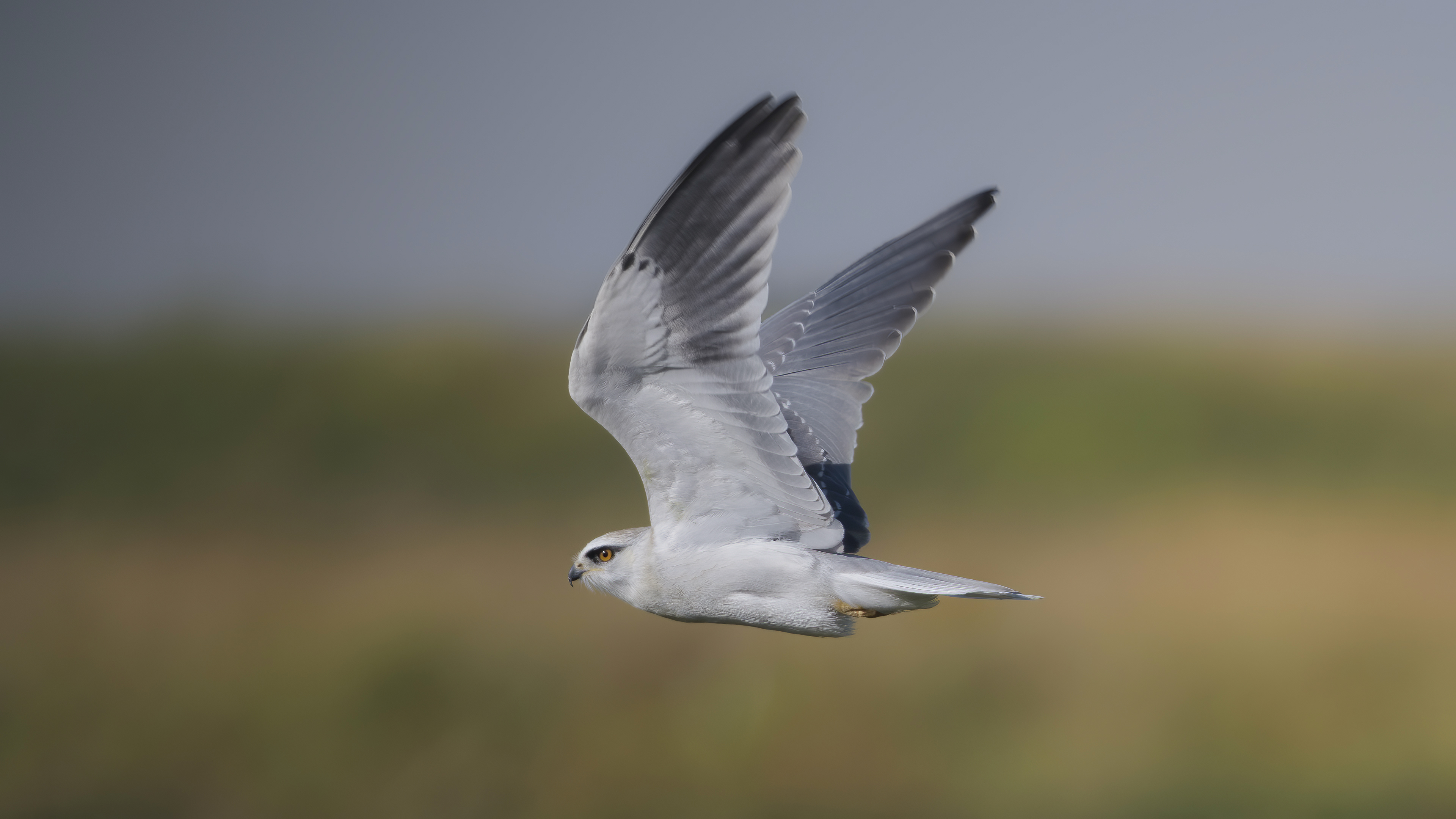 Ak çaylak » Black-winged Kite » Elanus caeruleus