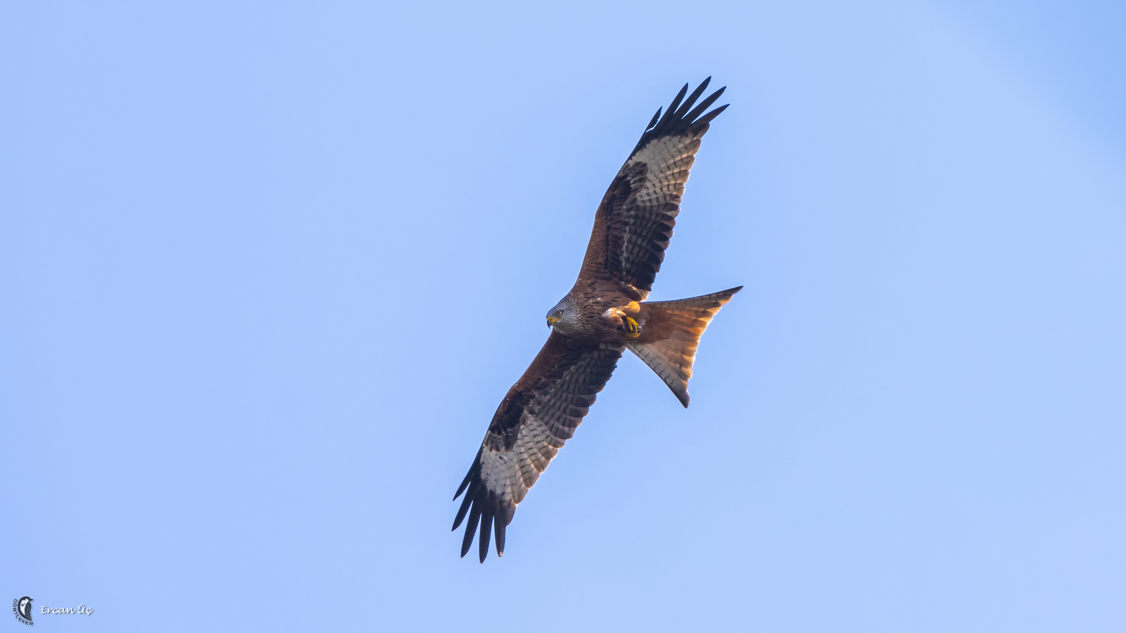 Kızıl çaylak » Red Kite » Milvus milvus