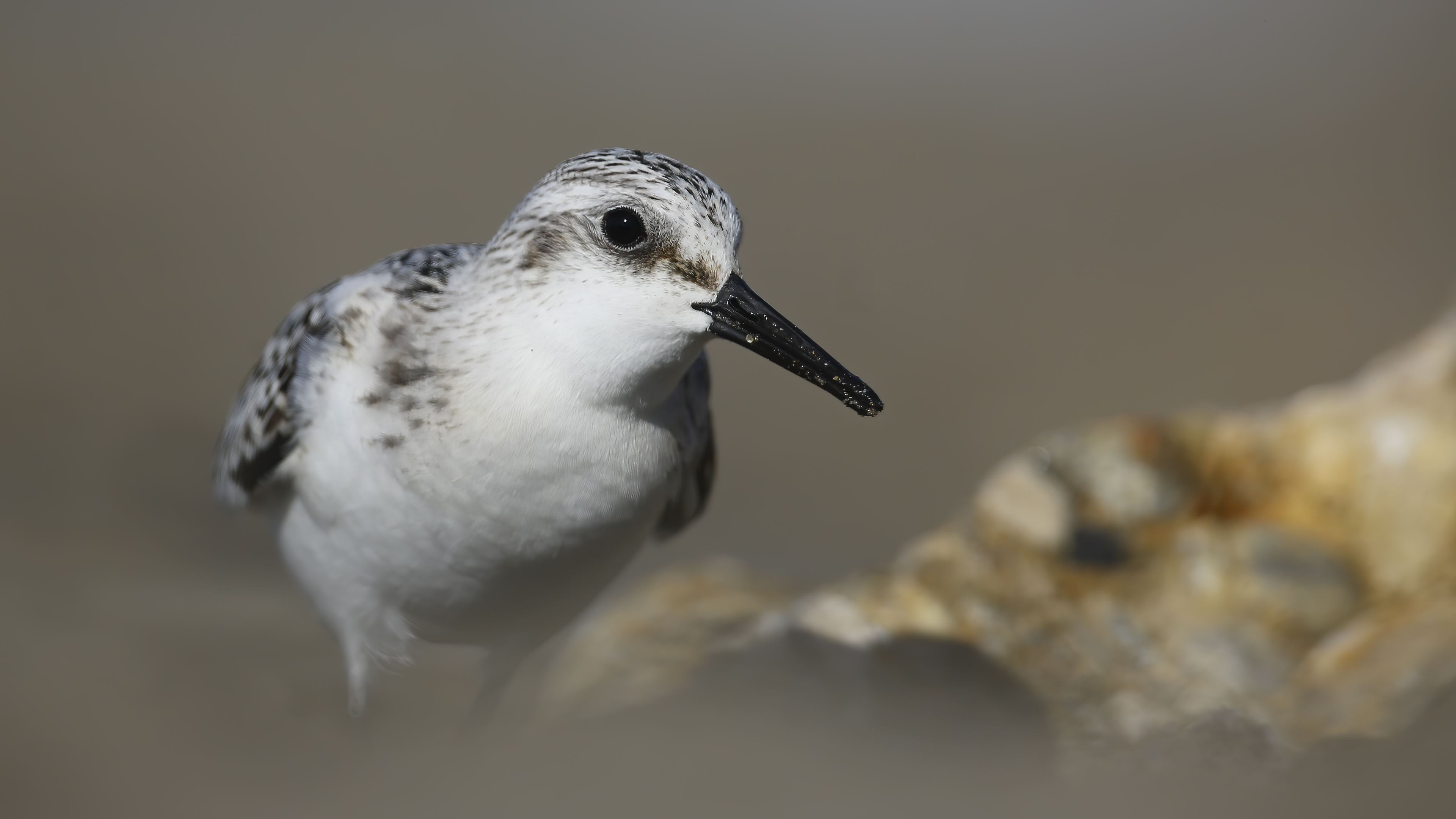 Ak kumkuşu » Sanderling » Calidris alba