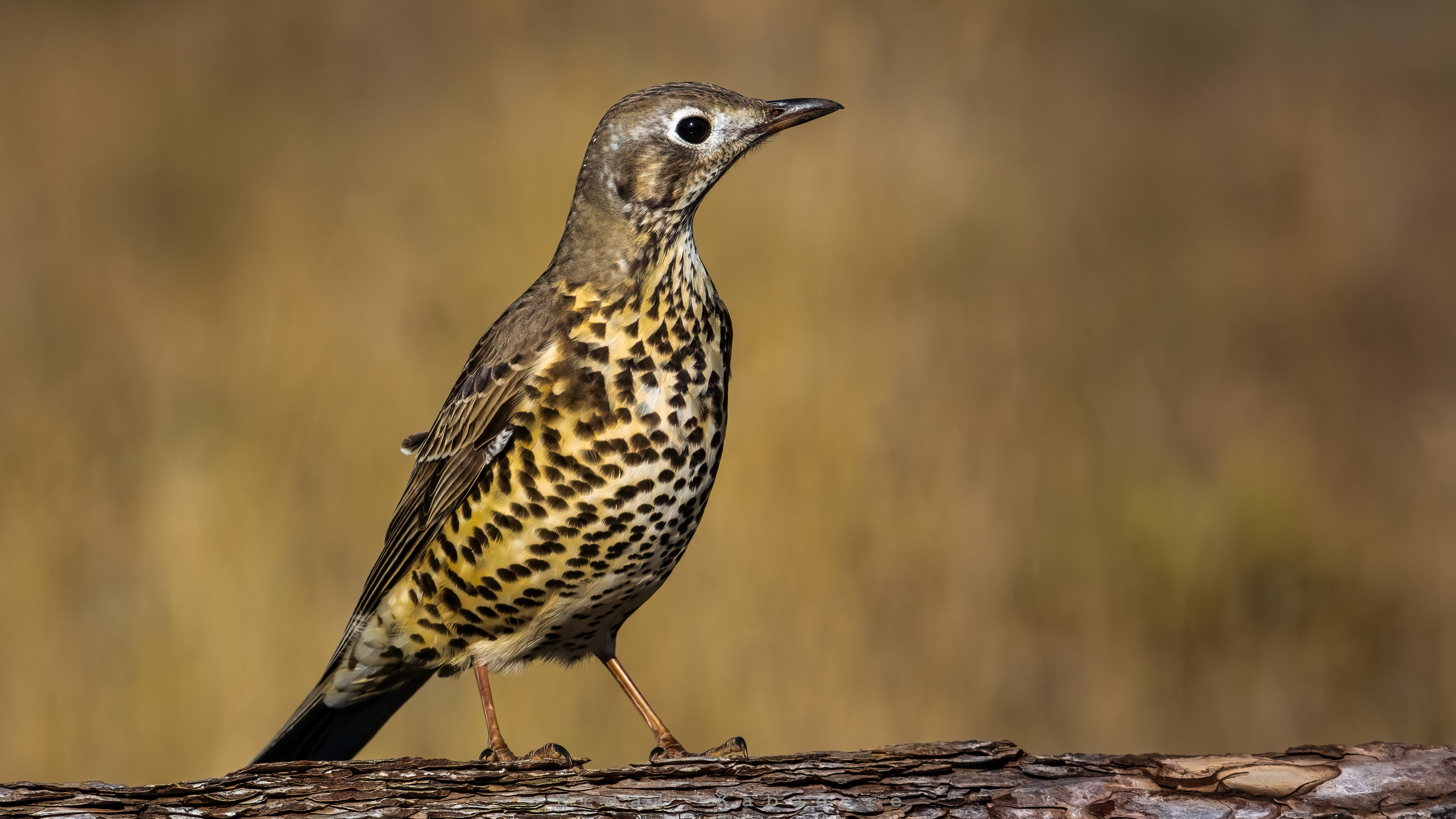 Ökse ardıcı » Mistle Thrush » Turdus viscivorus