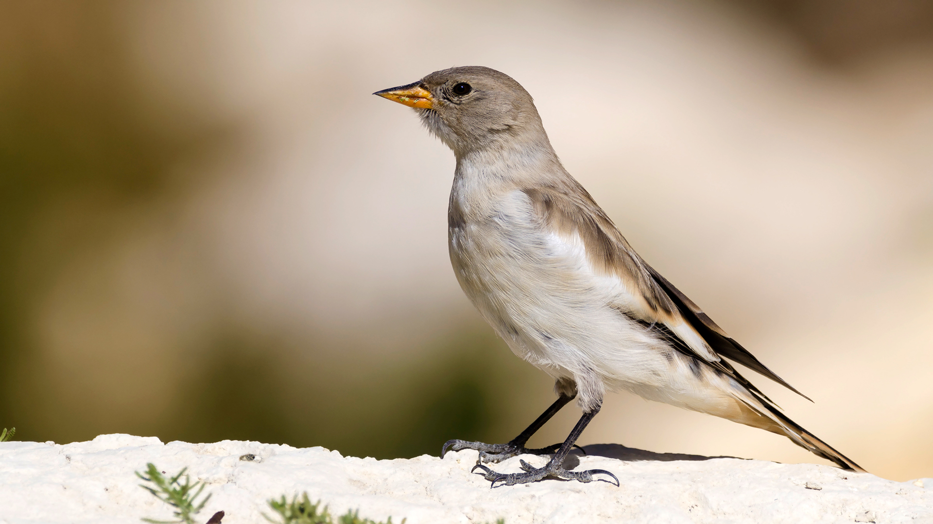 Kar serçesi » White-winged Snowfinch » Montifringilla nivalis