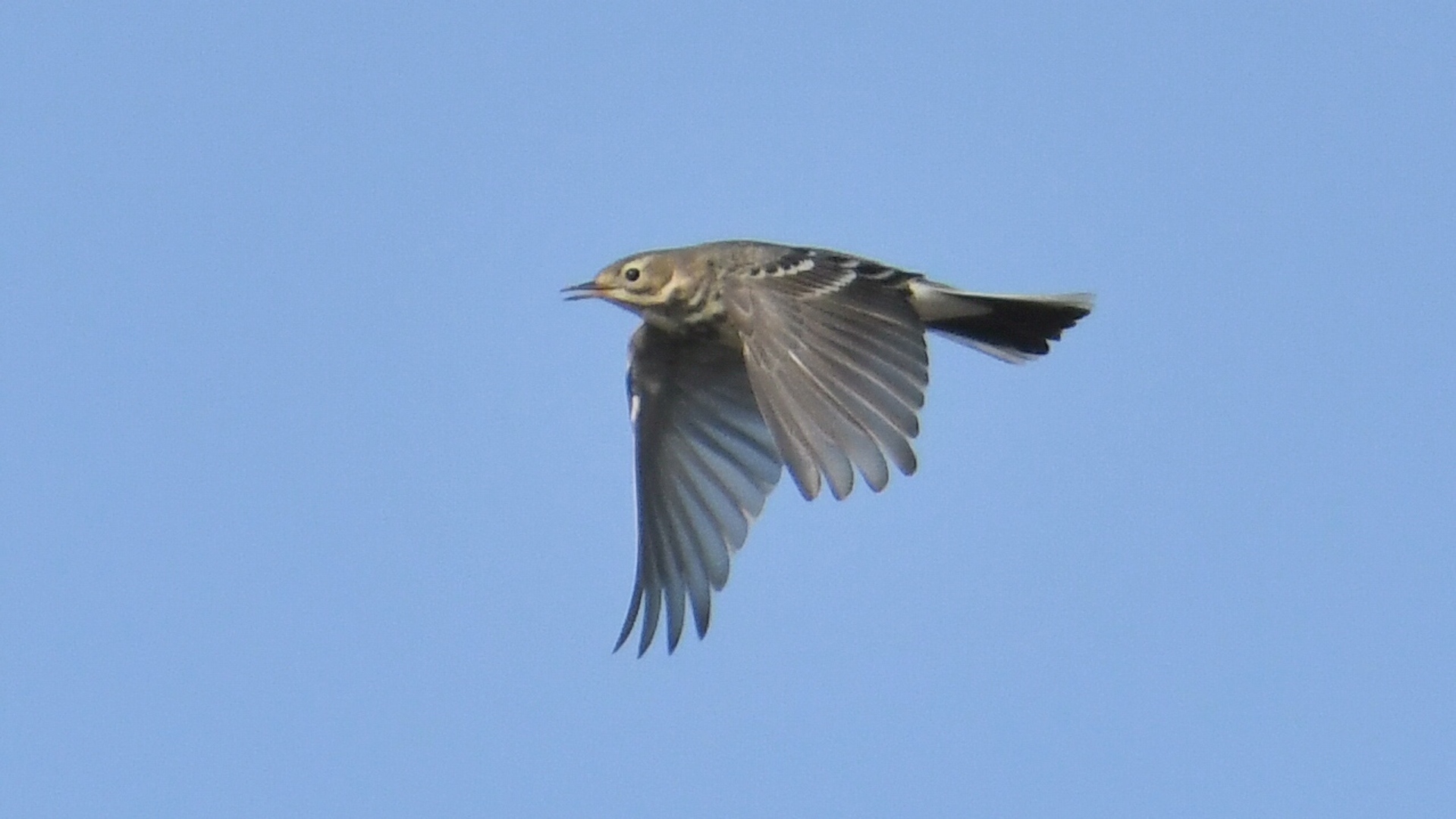 Pasifik incirkuşu » Buff-bellied Pipit » Anthus rubescens