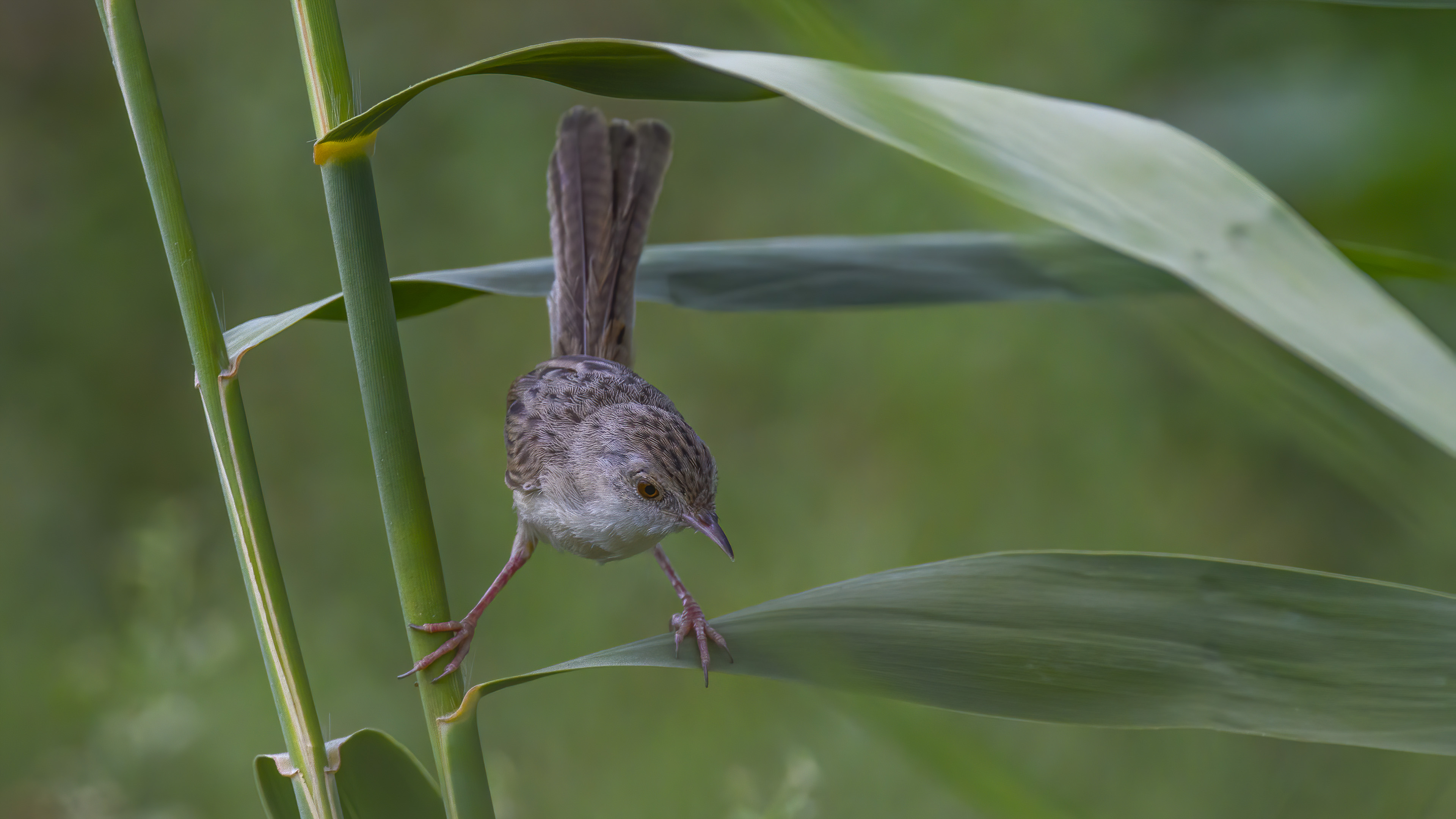 Dikkuyruklu ötleğen » Delicate prinia » Prinia lepida