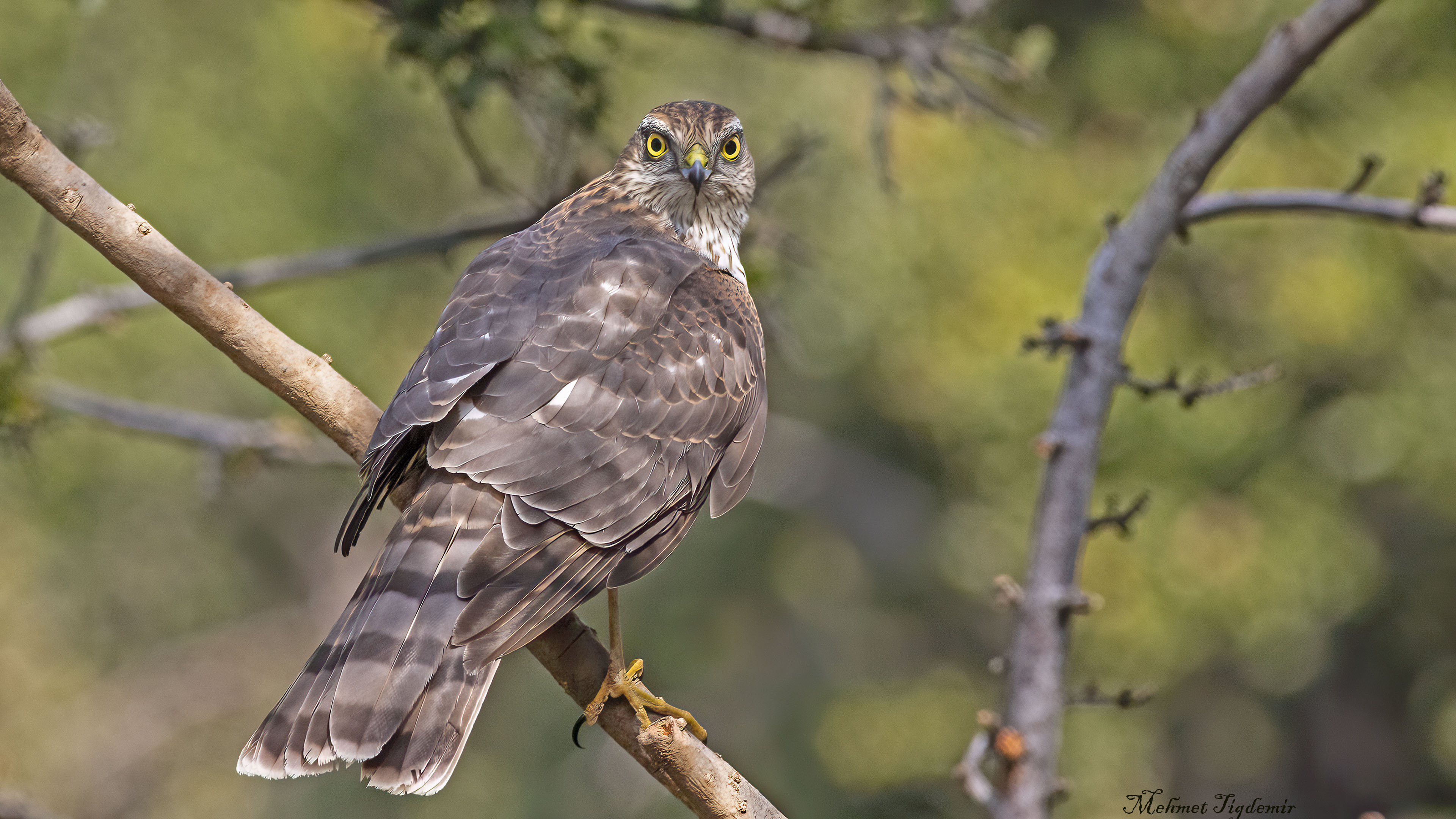 Atmaca » Eurasian Sparrowhawk » Accipiter nisus