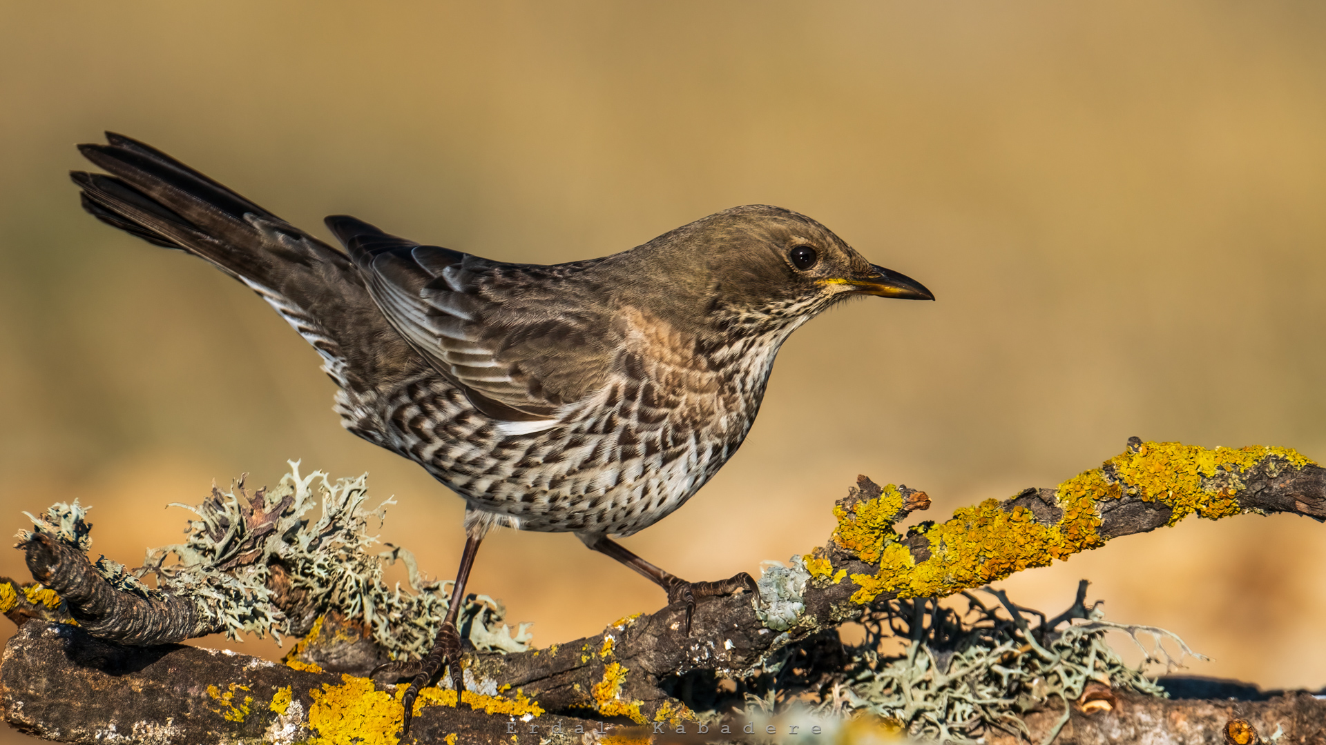 Boğmaklı ardıç » Ring Ouzel » Turdus torquatus