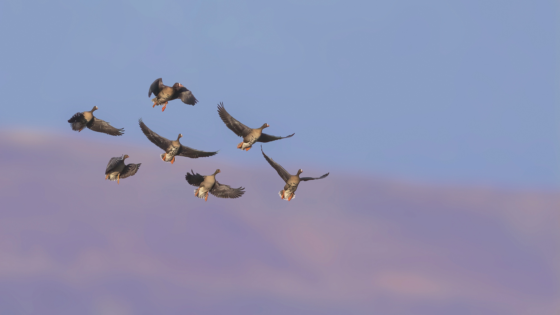 Küçük sakarca » Lesser White-fronted Goose » Anser erythropus