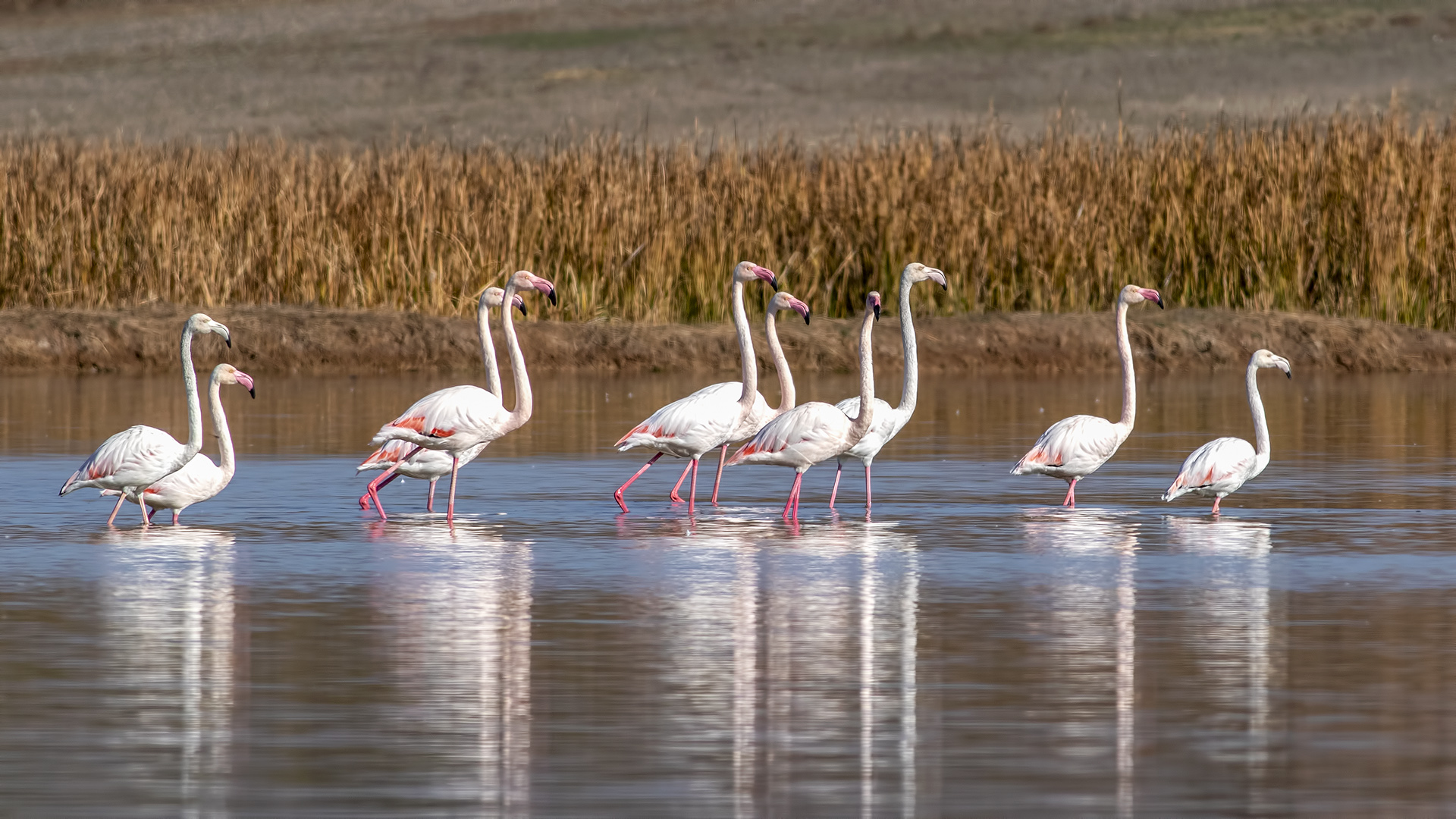 Flamingo