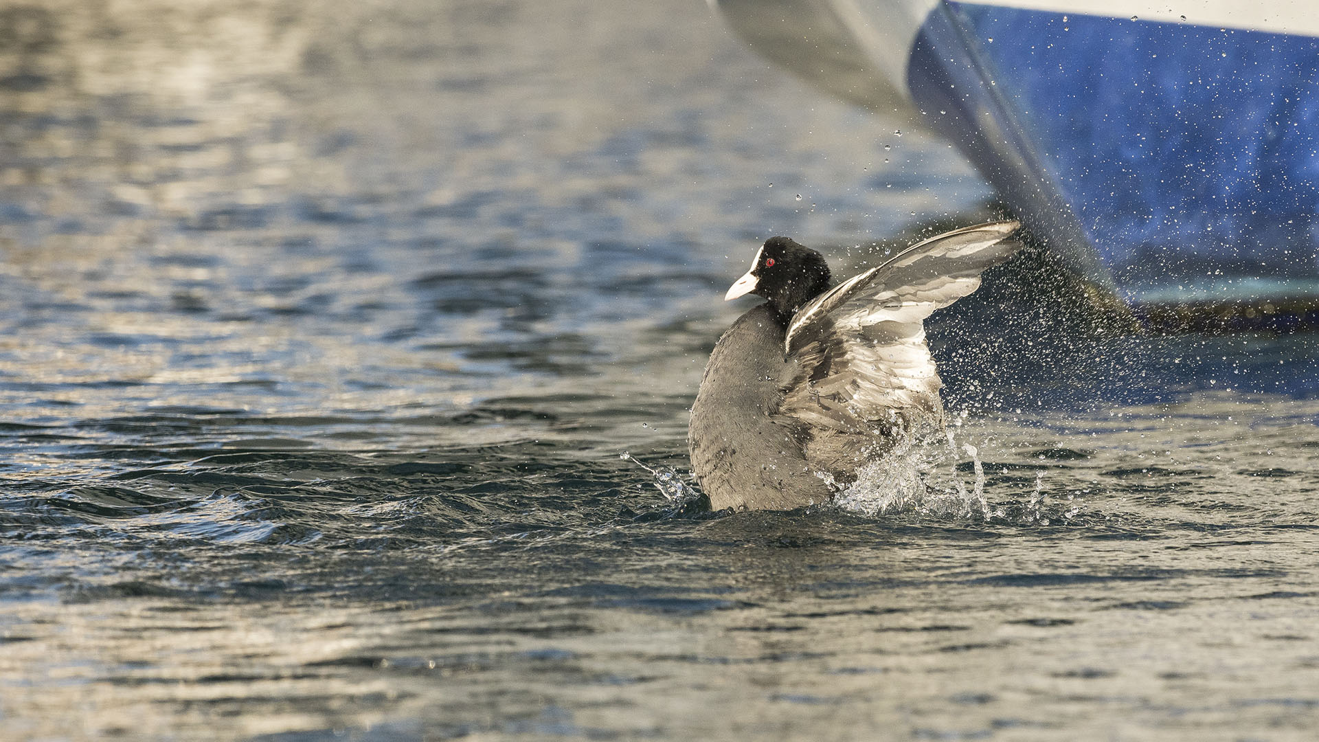 Sakarmeke » Eurasian Coot » Fulica atra