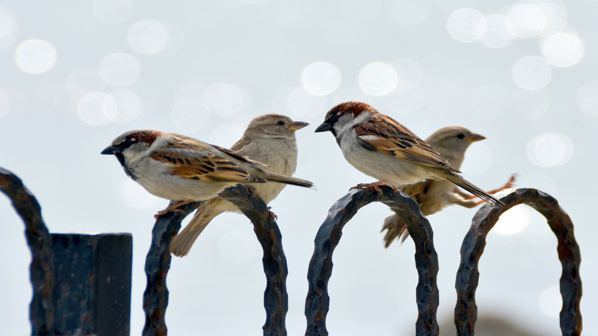 Serçe » House Sparrow » Passer domesticus