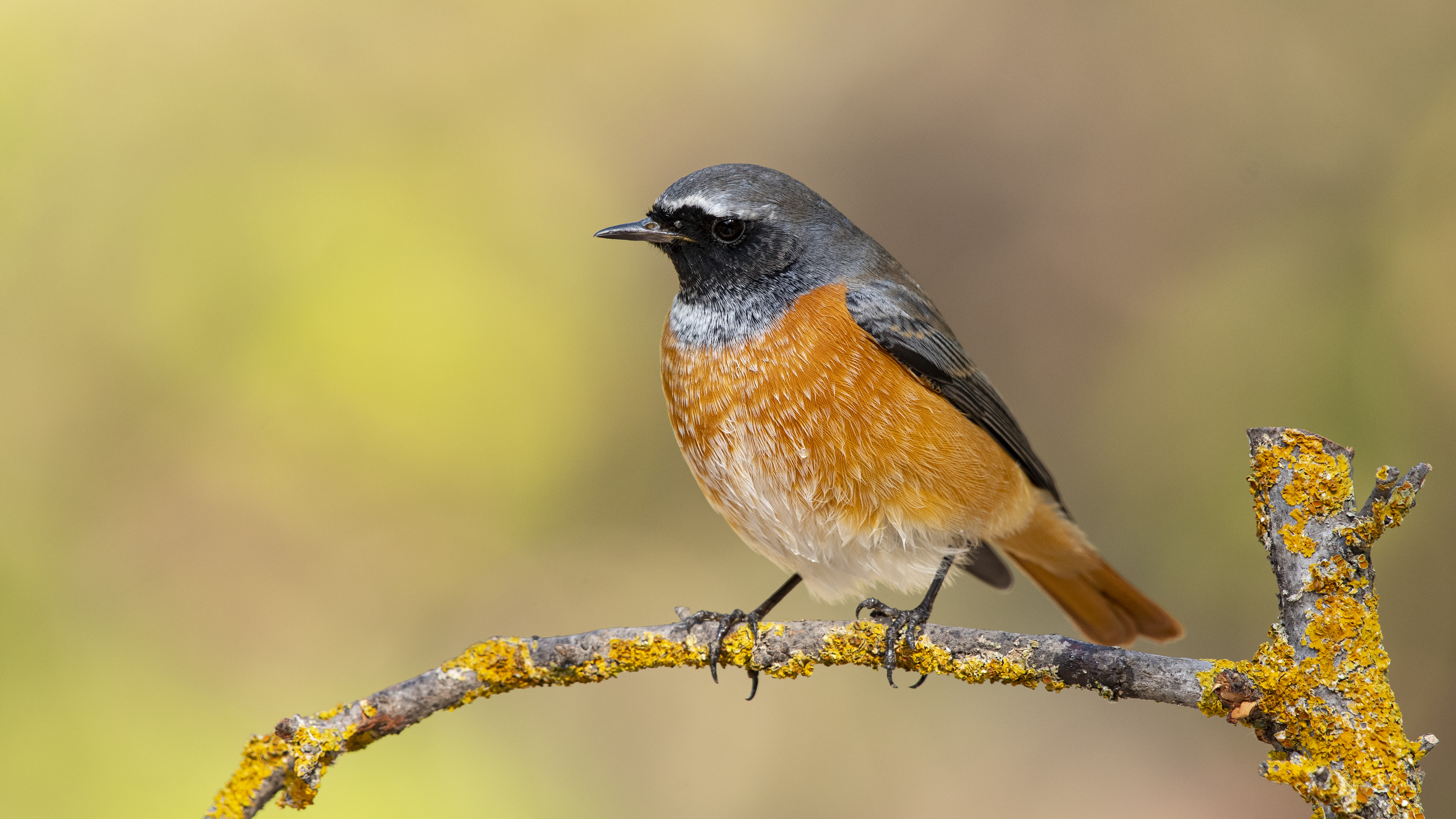 Kızılkuyruk » Common Redstart » Phoenicurus phoenicurus