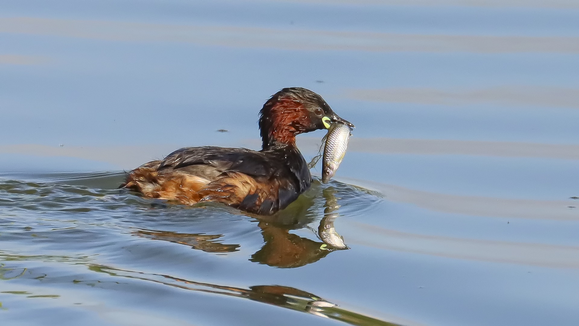 Küçük batağan » Little Grebe » Tachybaptus ruficollis