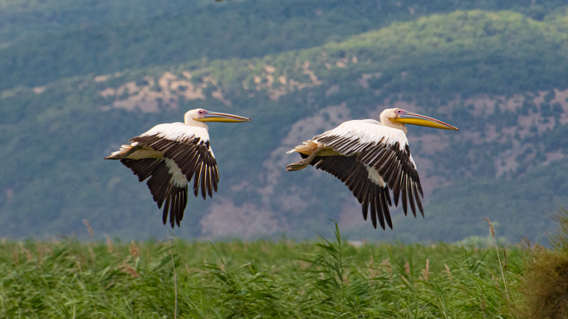 Ak pelikan » Great White Pelican » Pelecanus onocrotalus