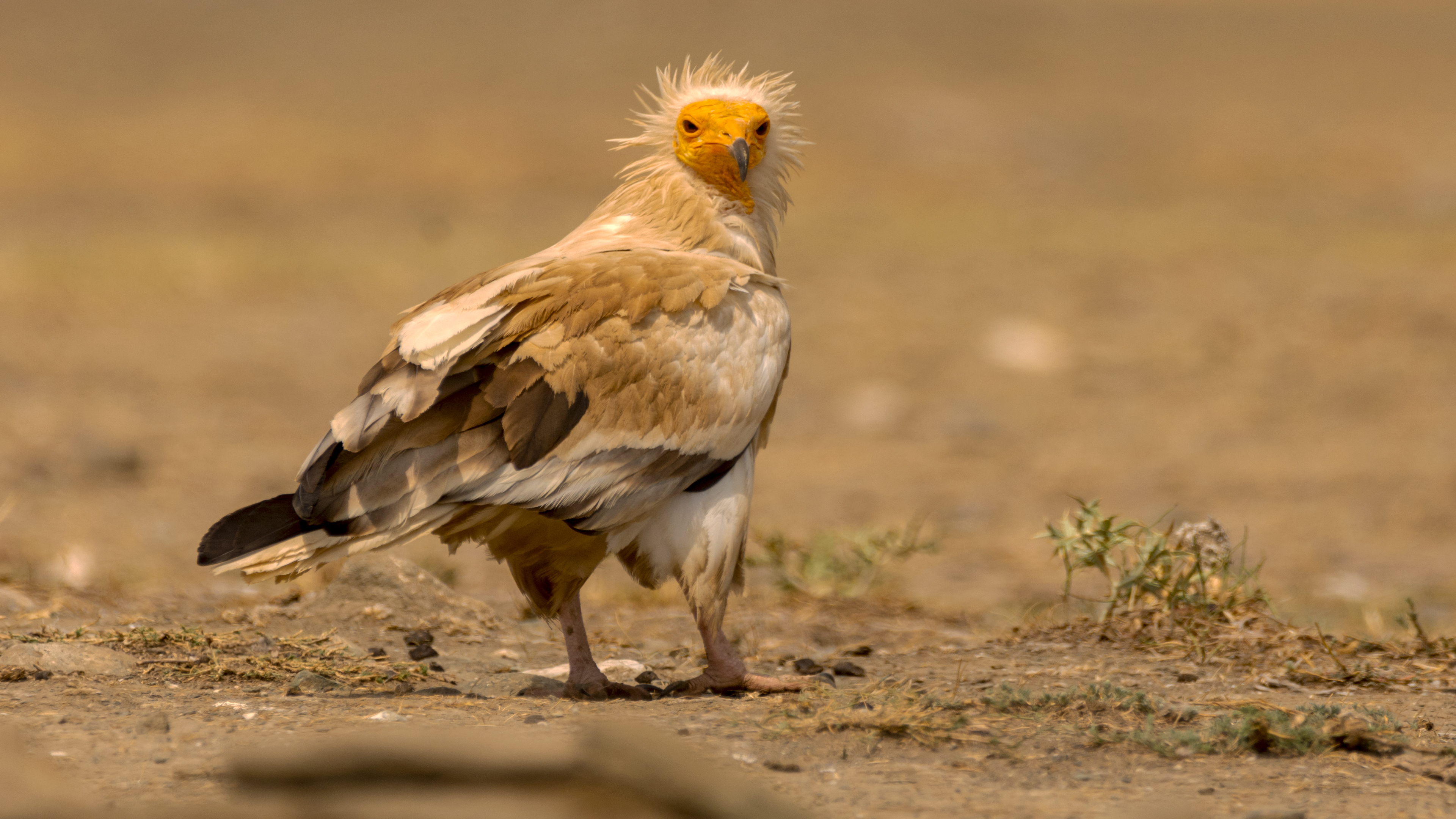 Küçük akbaba » Egyptian Vulture » Neophron percnopterus