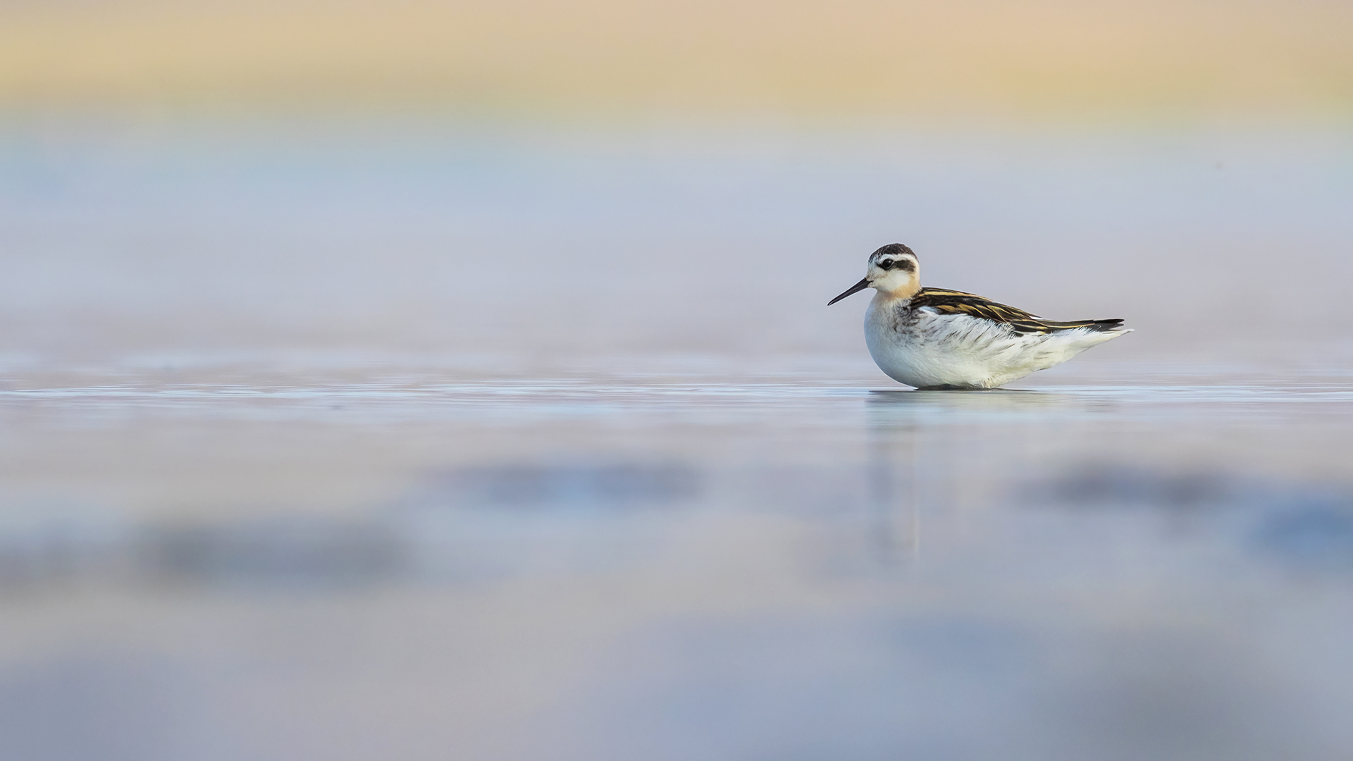 Denizdüdükçünü » Red-necked Phalarope » Phalaropus lobatus