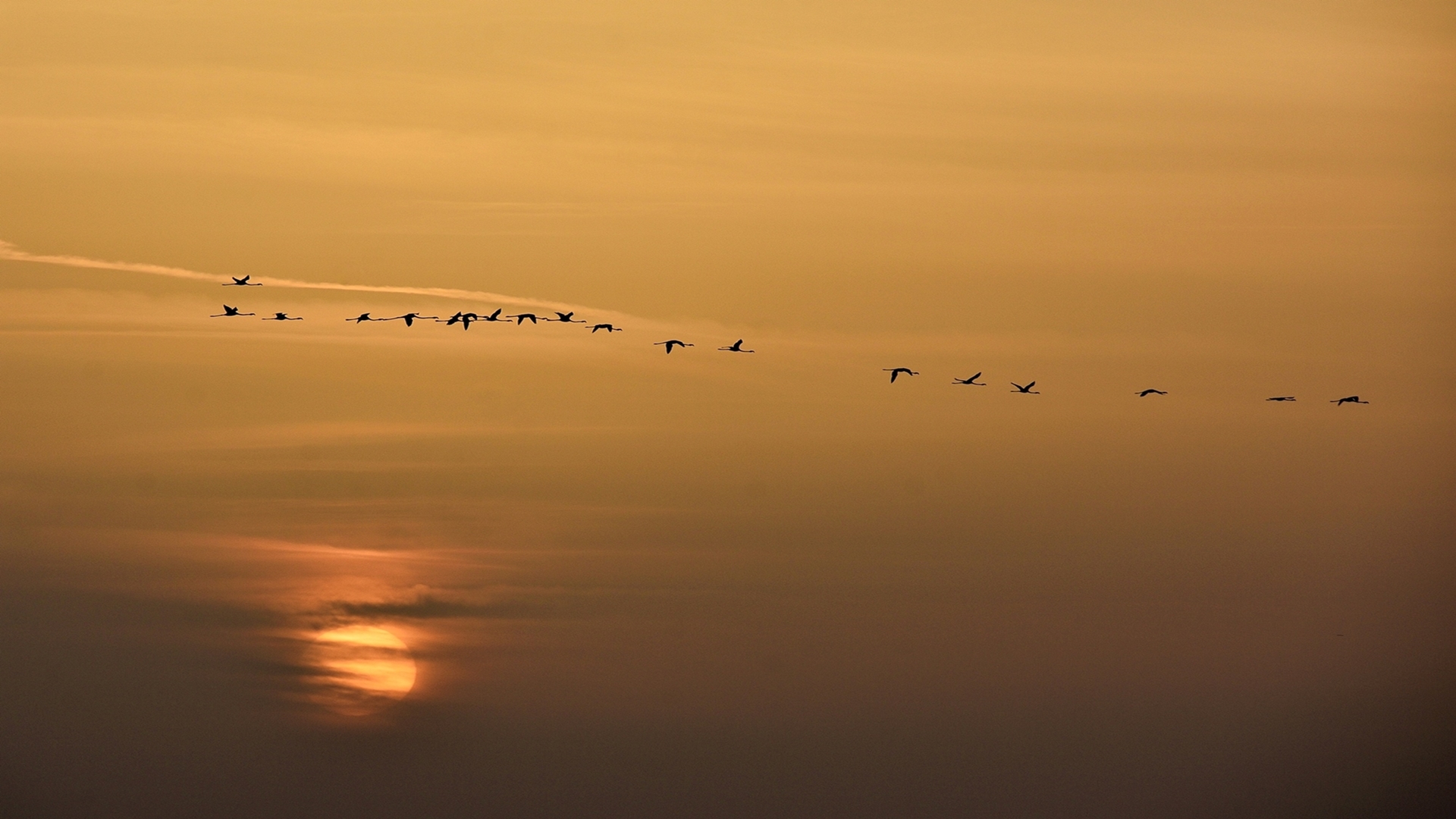 Flamingo » Greater Flamingo » Phoenicopterus roseus