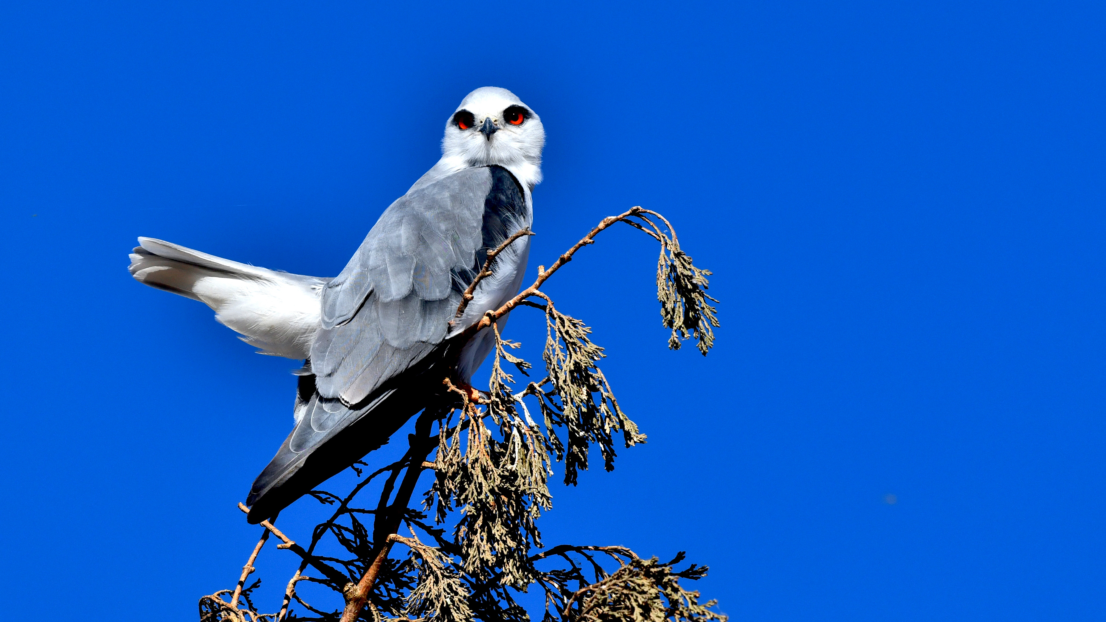 Ak çaylak » Black-winged Kite » Elanus caeruleus