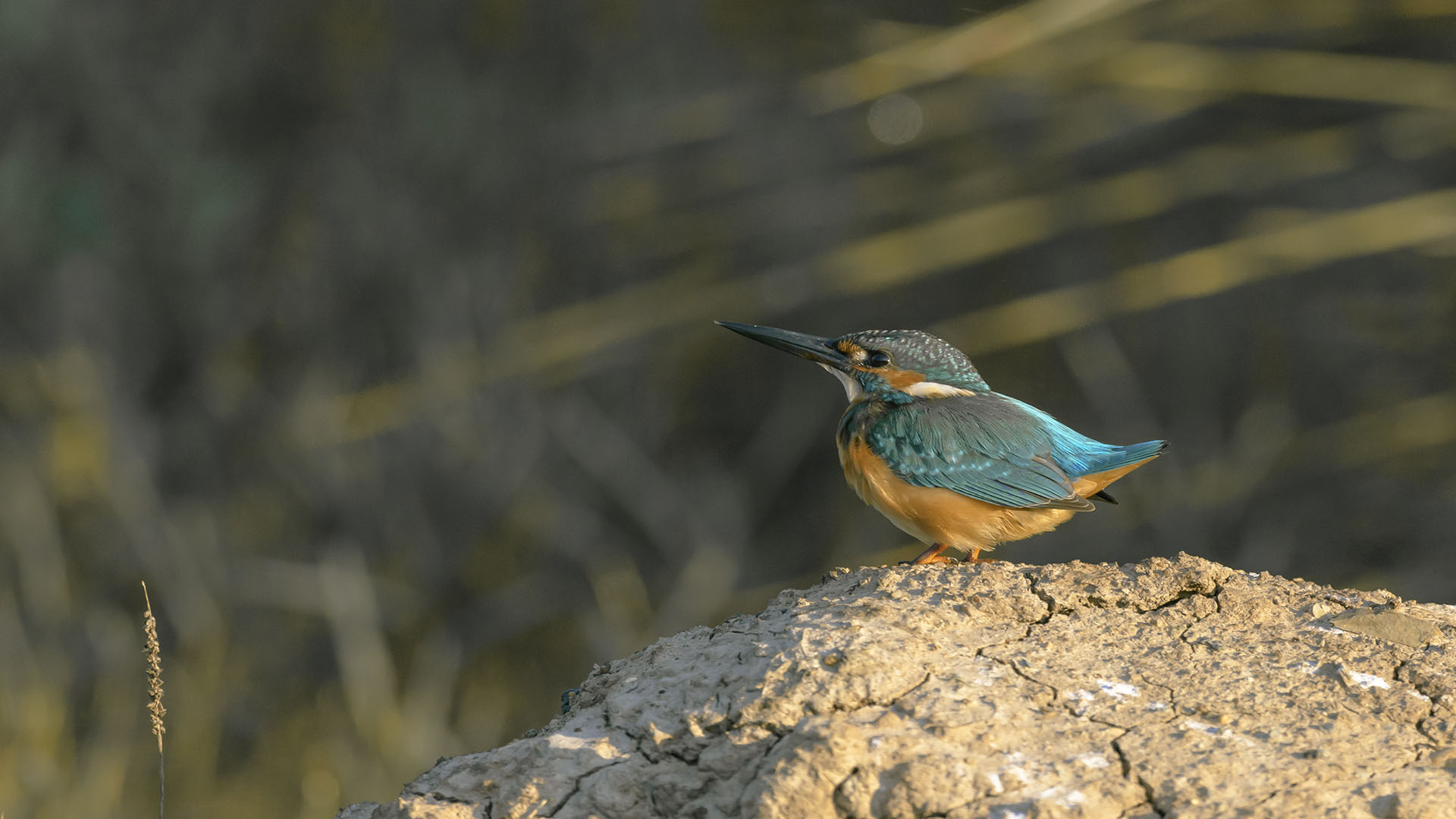 Yalıçapkını » Common Kingfisher » Alcedo atthis