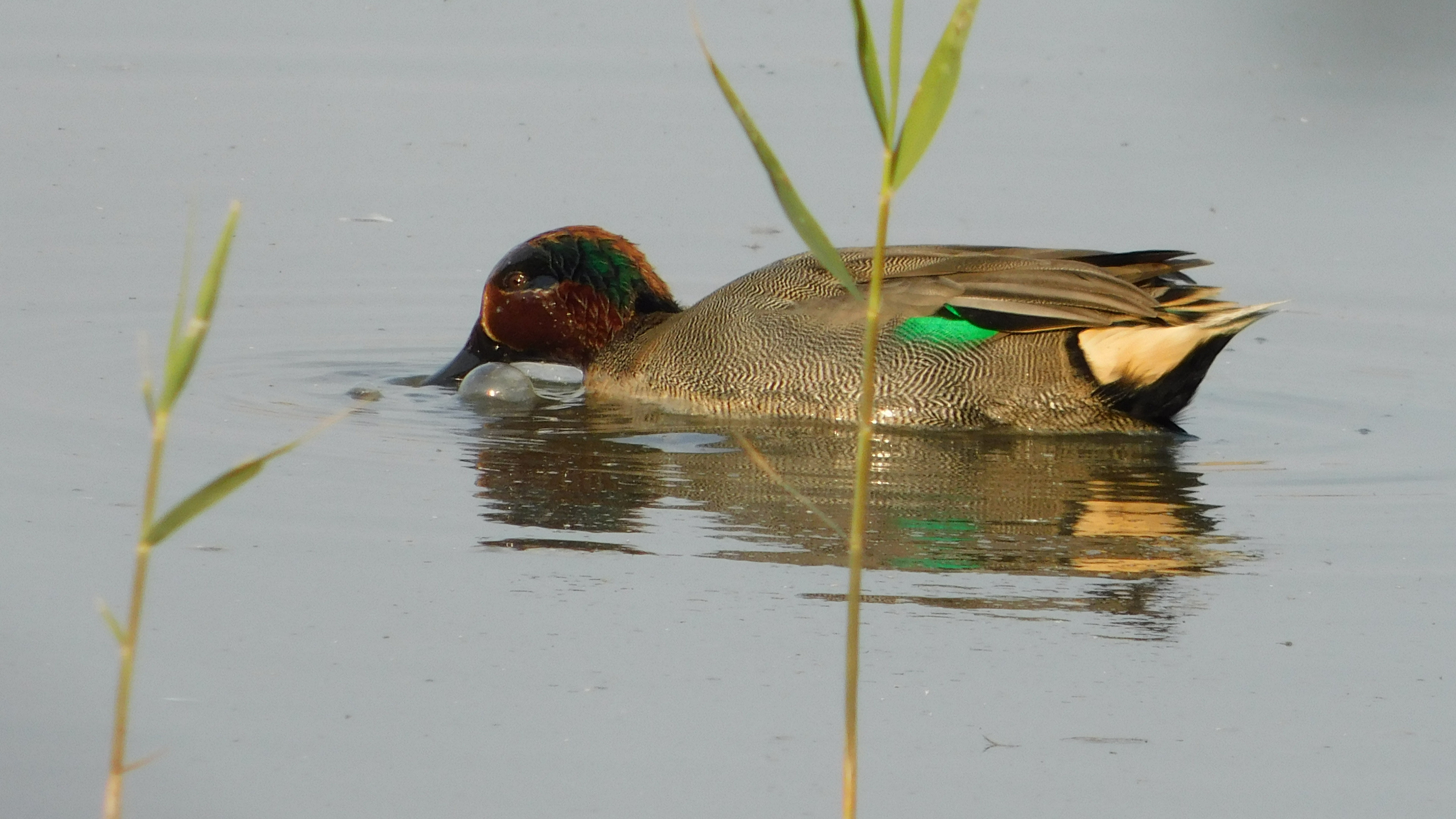 Çamurcun » Eurasian Teal » Anas crecca