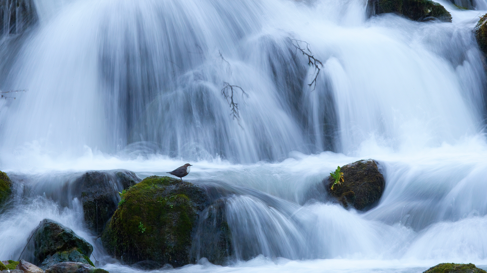 Derekuşu » White-throated Dipper » Cinclus cinclus