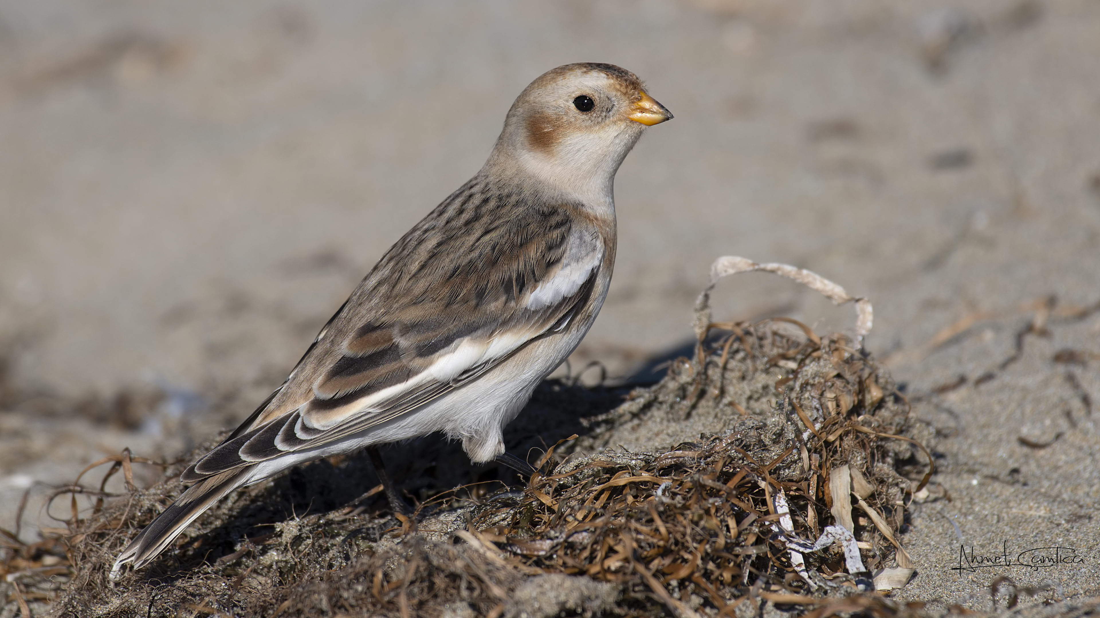 Alaca kirazkuşu » Snow Bunting » Plectrophenax nivalis