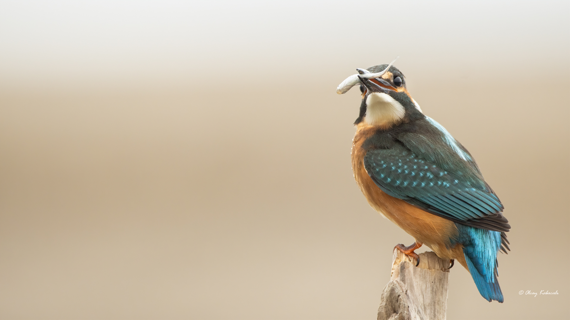 Yalıçapkını » Common Kingfisher » Alcedo atthis