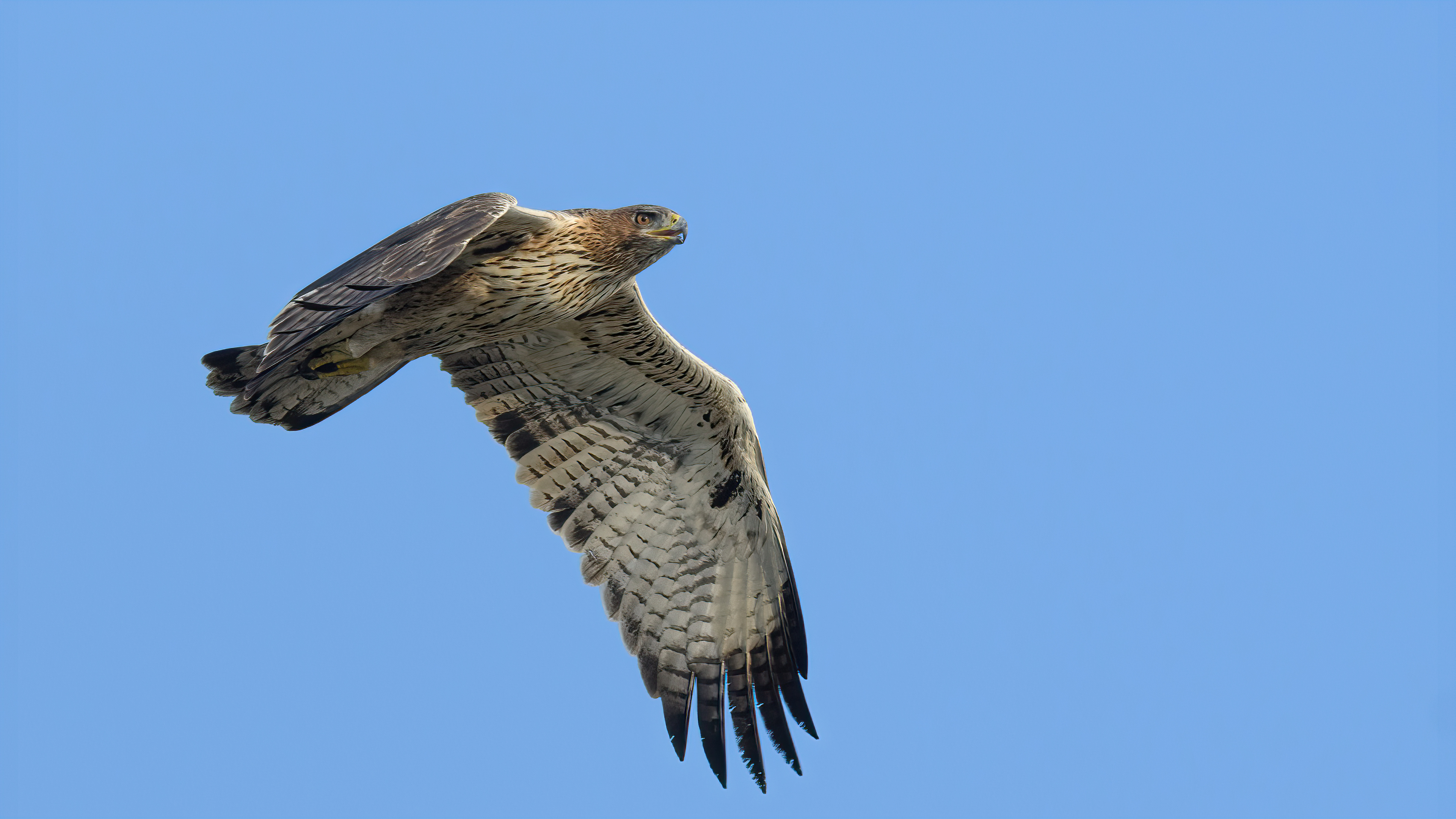 Tavşancıl » Bonelli`s Eagle » Aquila fasciata