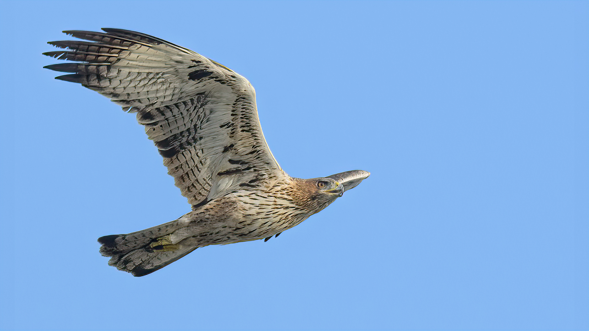 Tavşancıl » Bonelli`s Eagle » Aquila fasciata