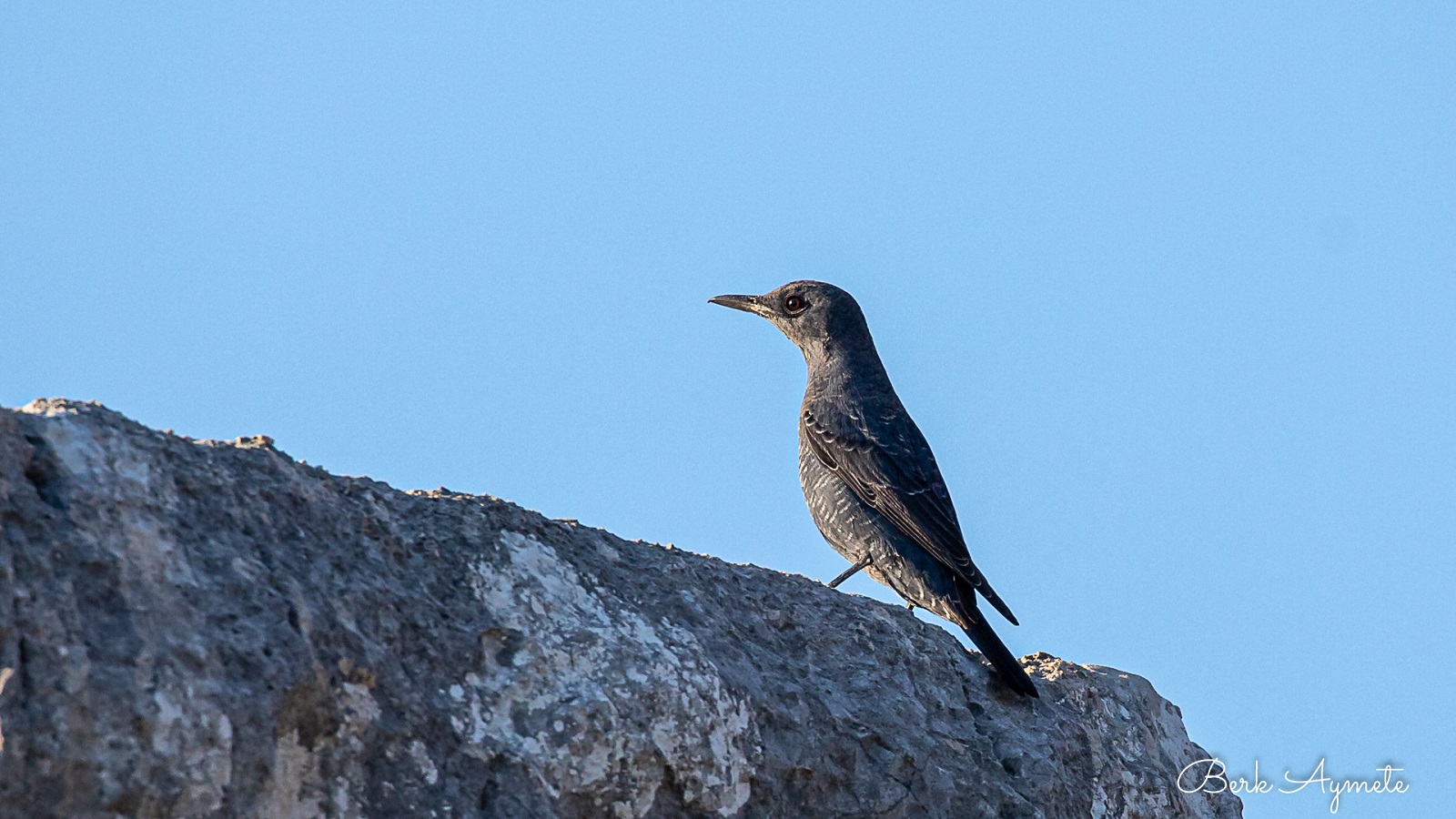 Gökardıç