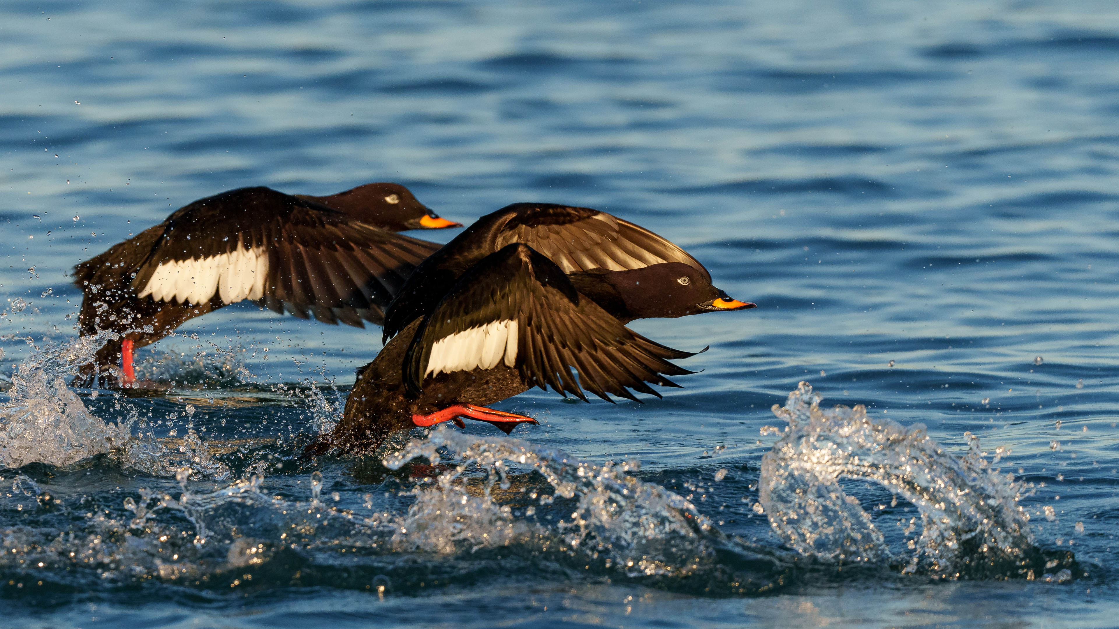 Kadife ördek » Velvet Scoter » Melanitta fusca