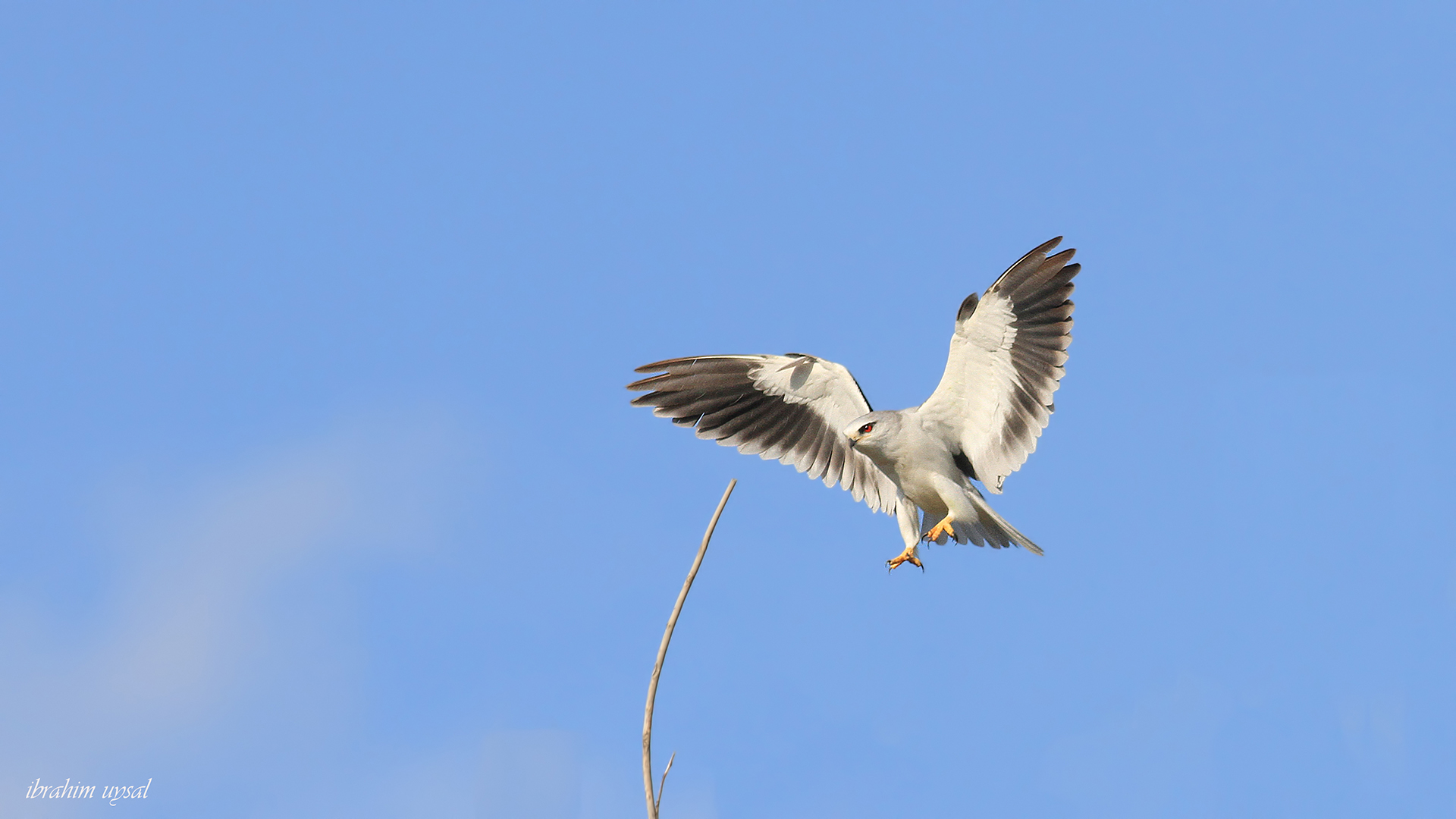 Ak çaylak » Black-winged Kite » Elanus caeruleus