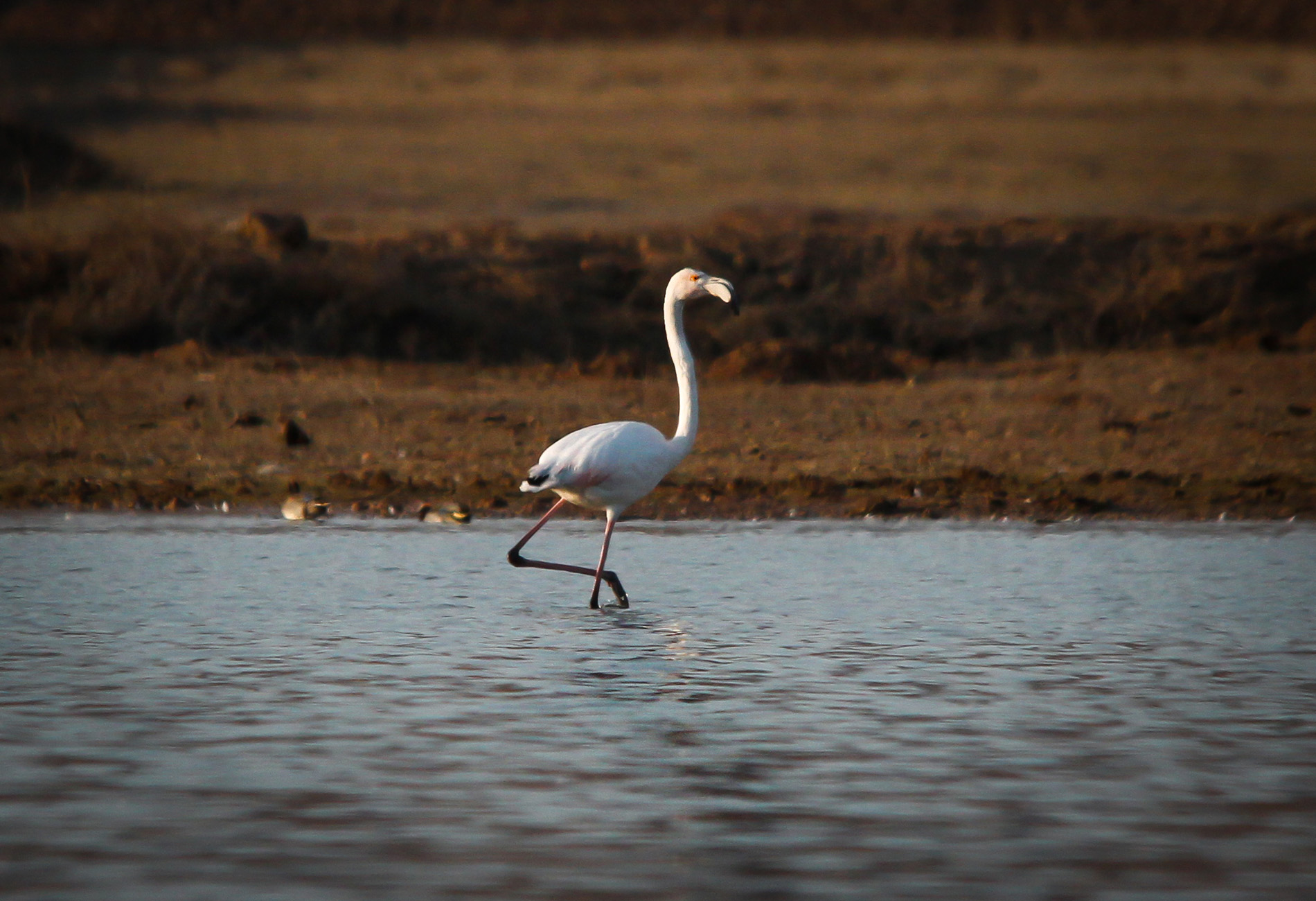 Flamingo