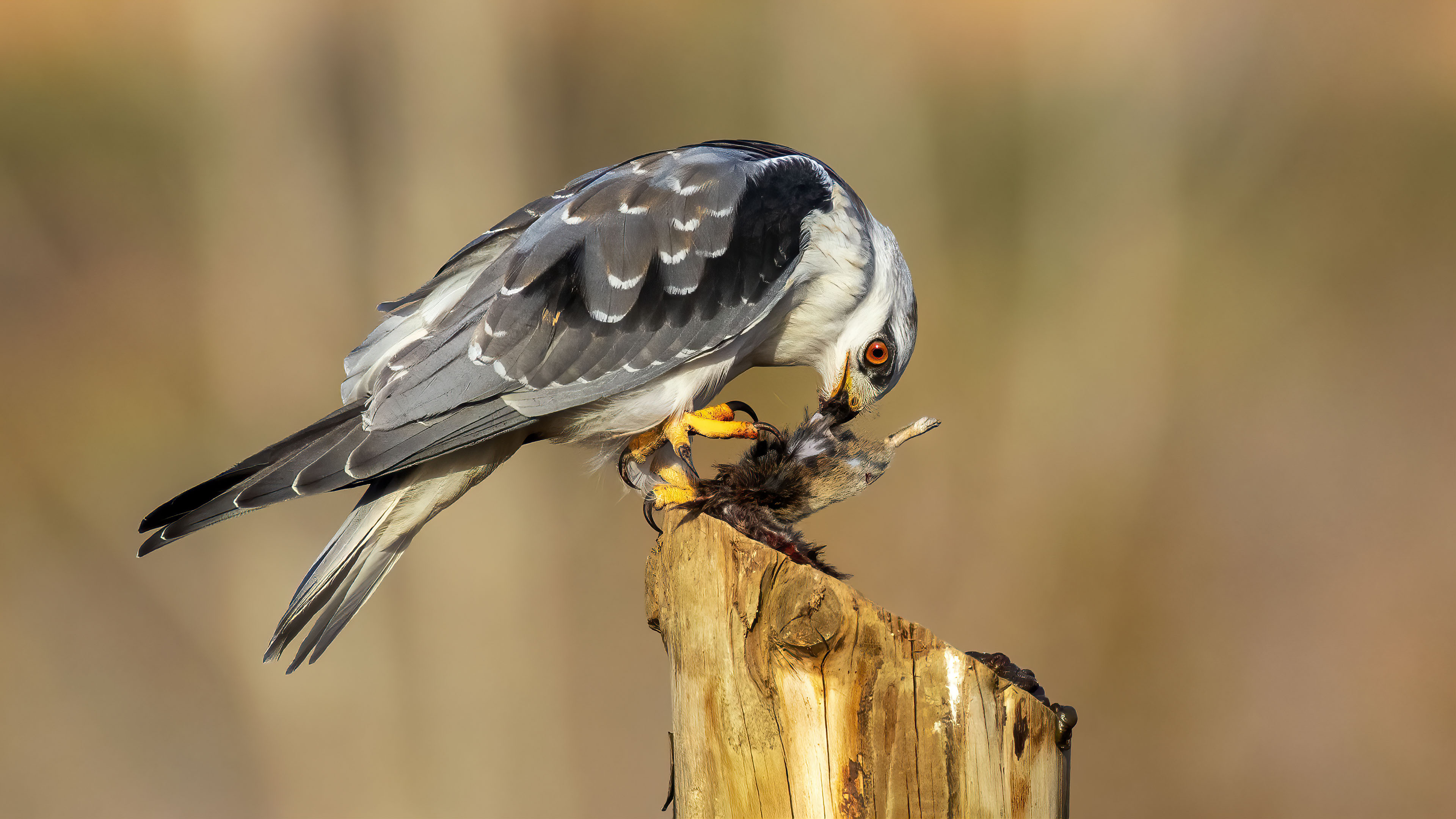 Ak çaylak » Black-winged Kite » Elanus caeruleus