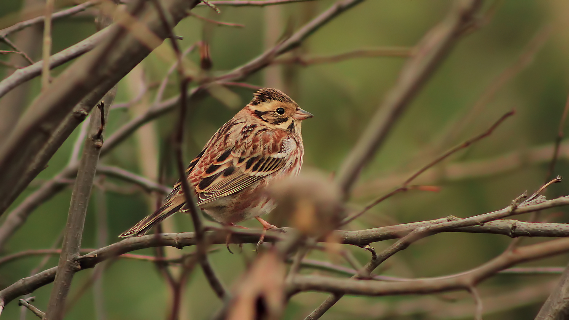 Akkaşlı kirazkuşu » Rustic Bunting » Emberiza rustica