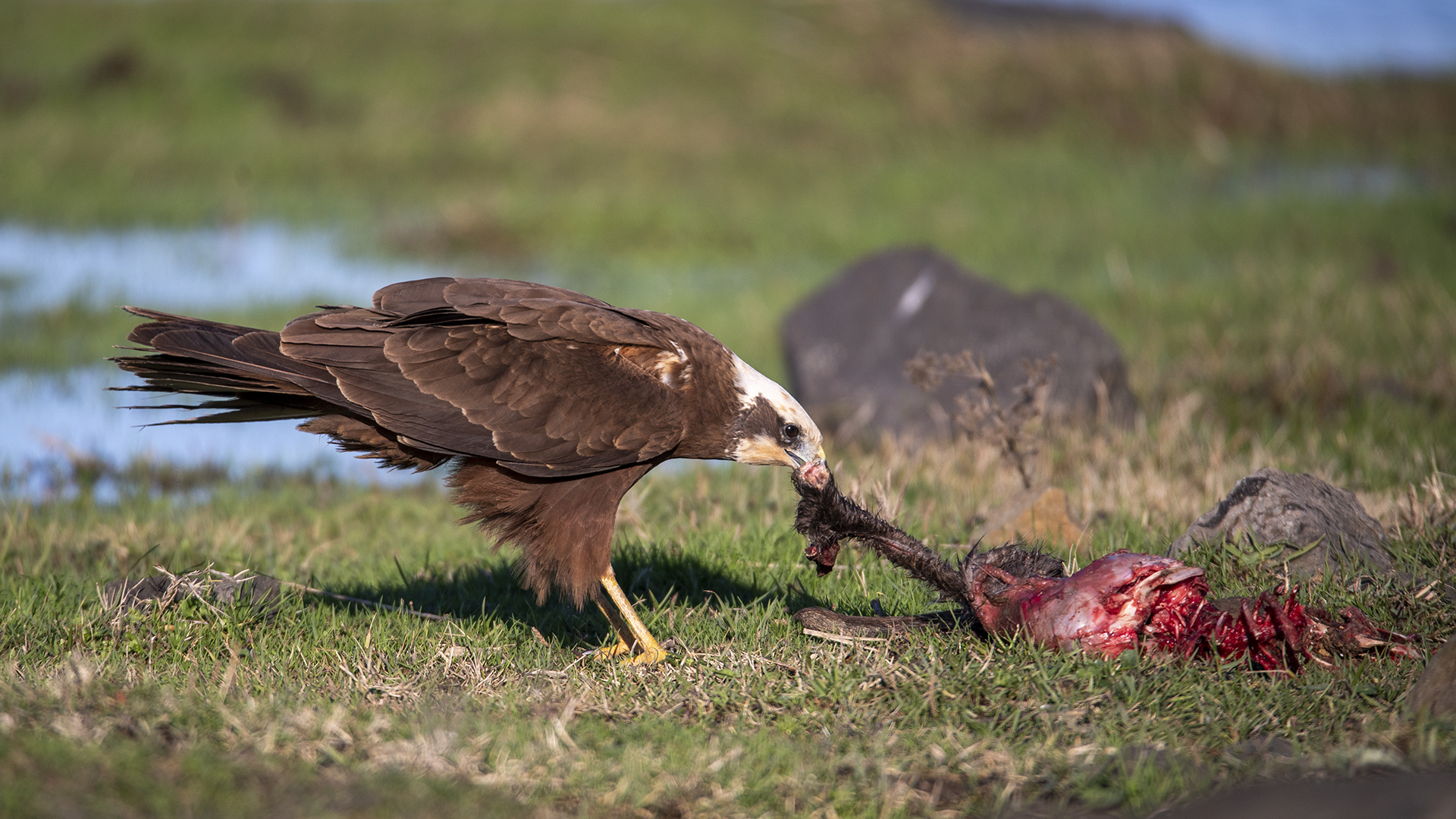 Saz delicesi » Western Marsh Harrier » Circus aeruginosus