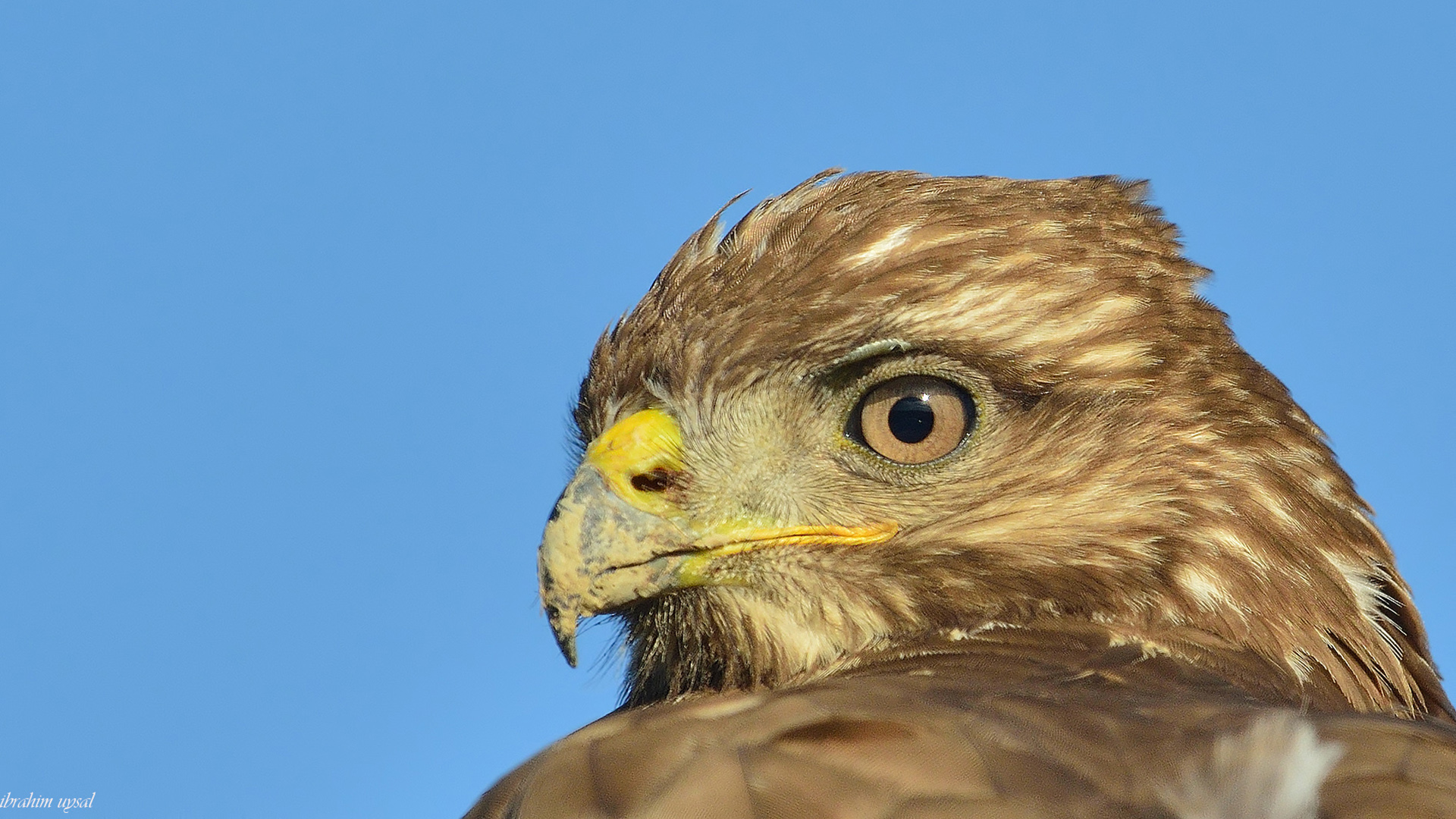 Şahin » Common Buzzard » Buteo buteo