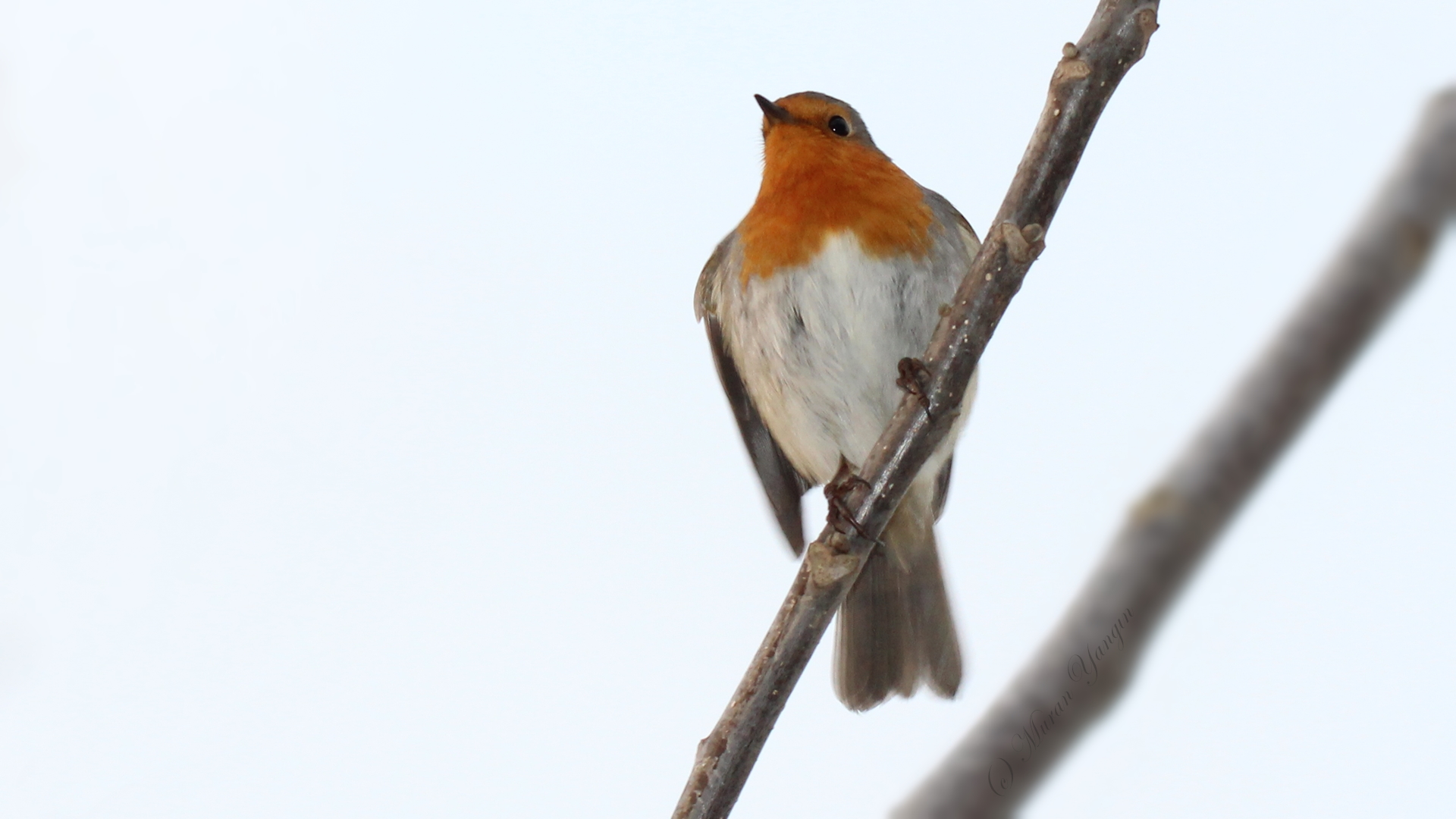 Kızılgerdan » European Robin » Erithacus rubecula