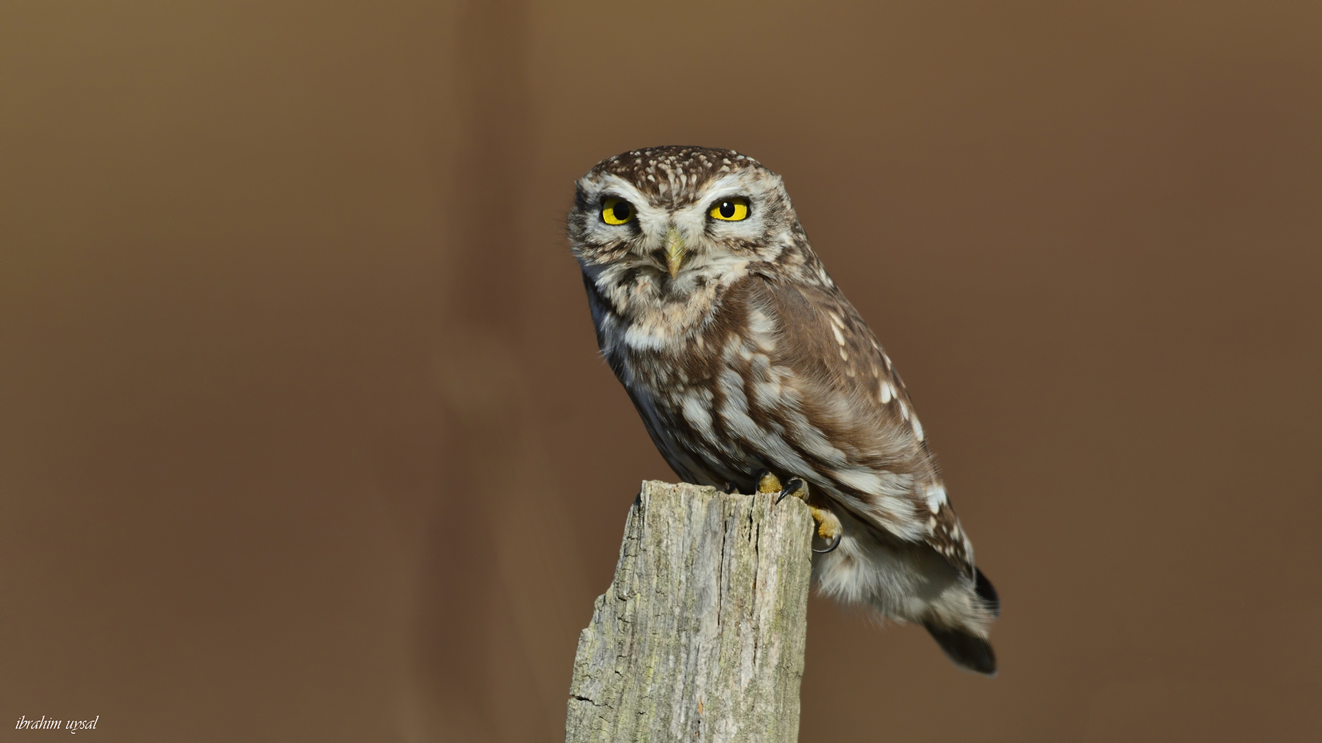 Kukumav » Little Owl » Athene noctua