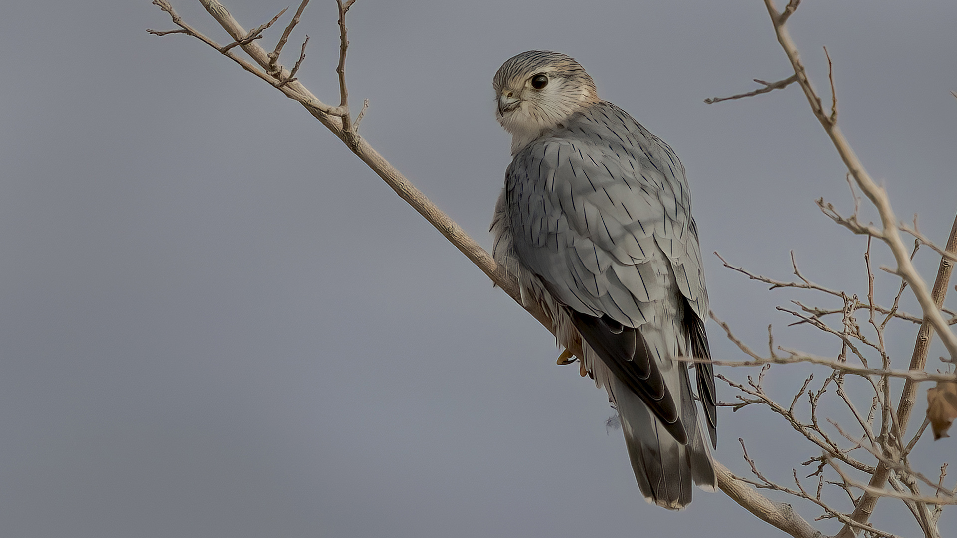 Boz doğan » Merlin » Falco columbarius