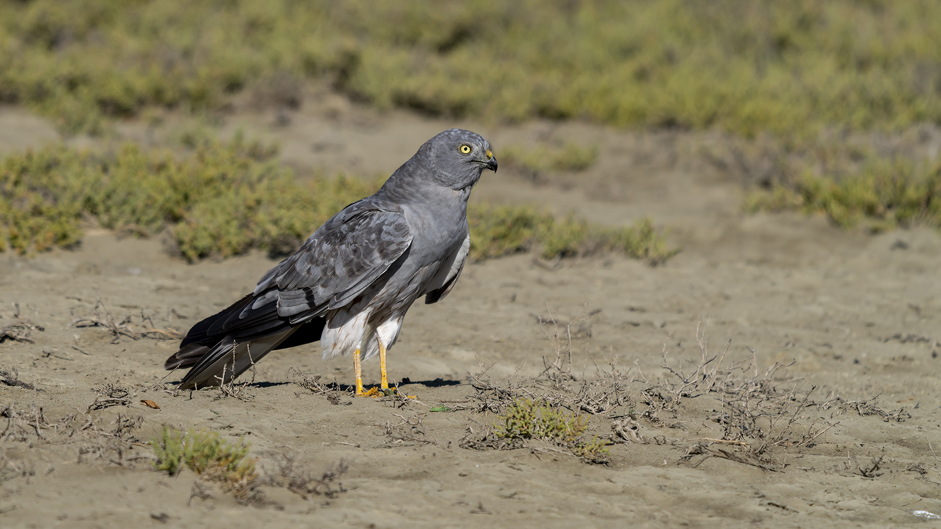 Çayır delicesi » Montagu`s Harrier » Circus pygargus