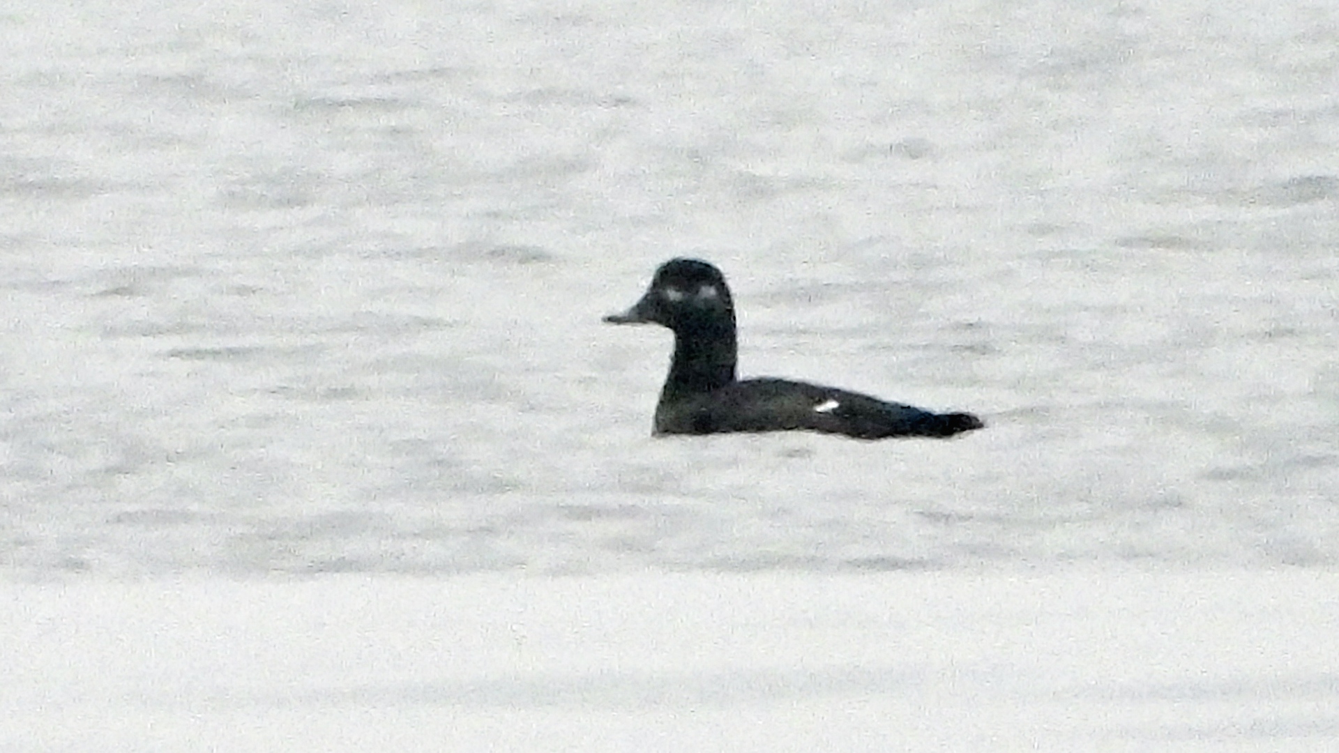 Kadife ördek » Velvet Scoter » Melanitta fusca