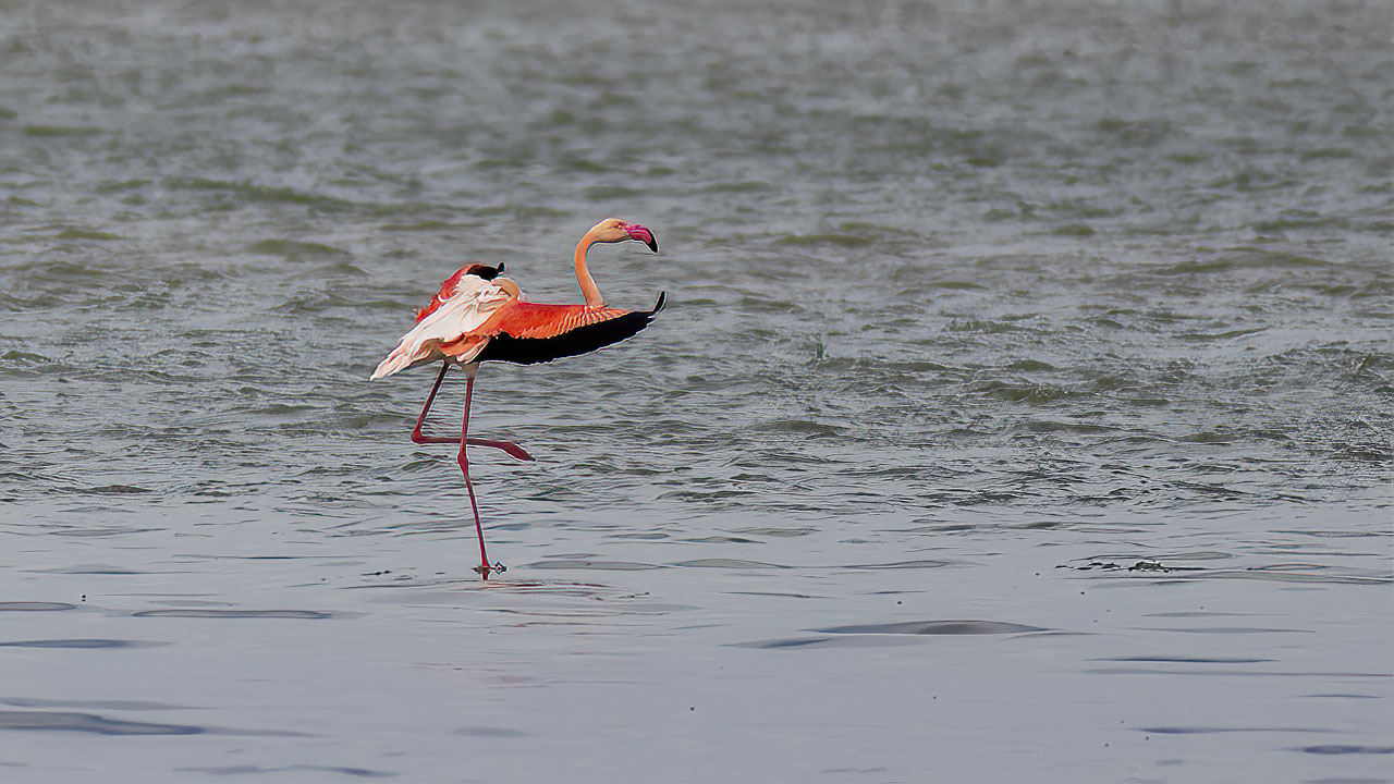 Flamingo