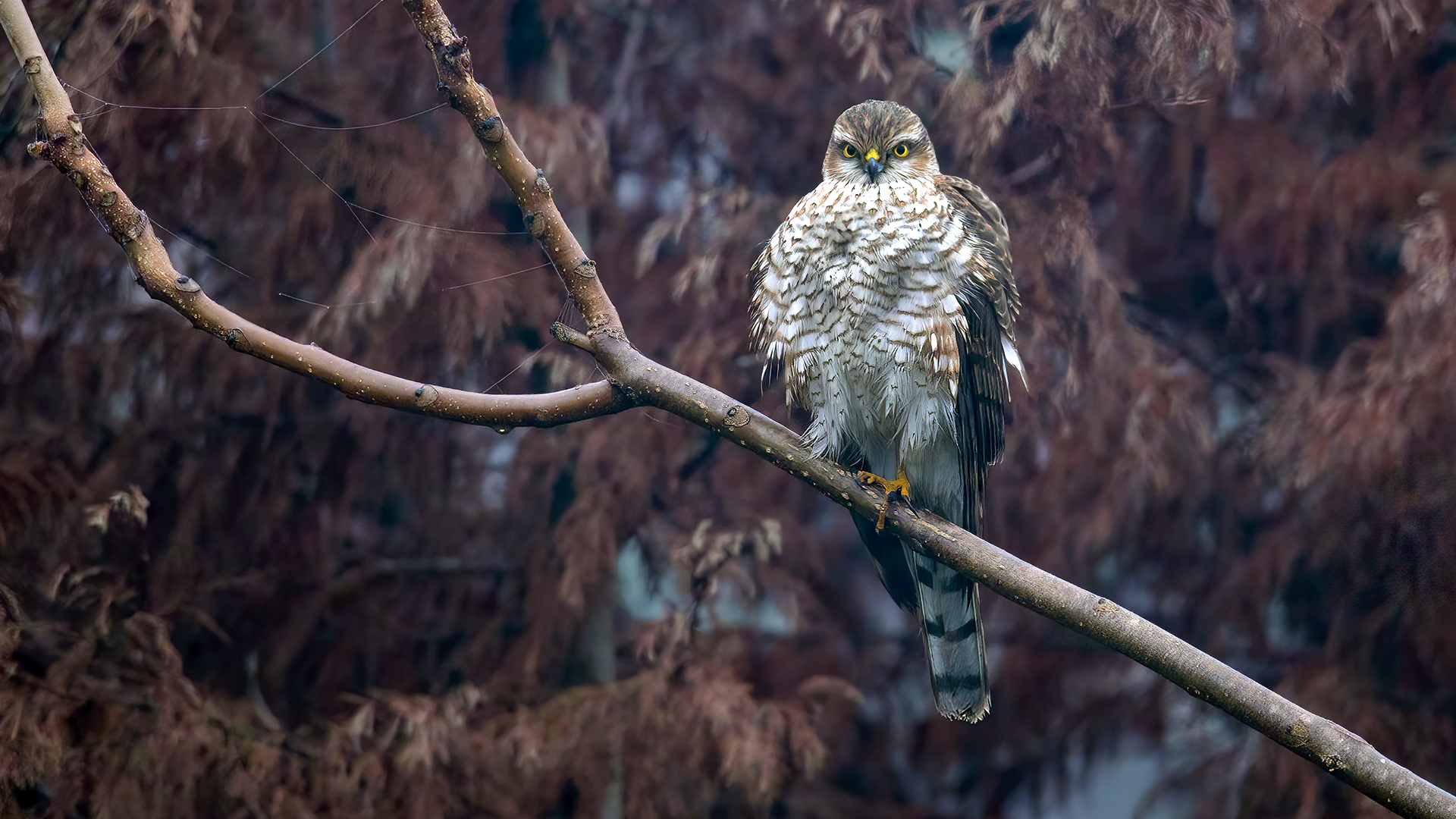 Atmaca » Eurasian Sparrowhawk » Accipiter nisus