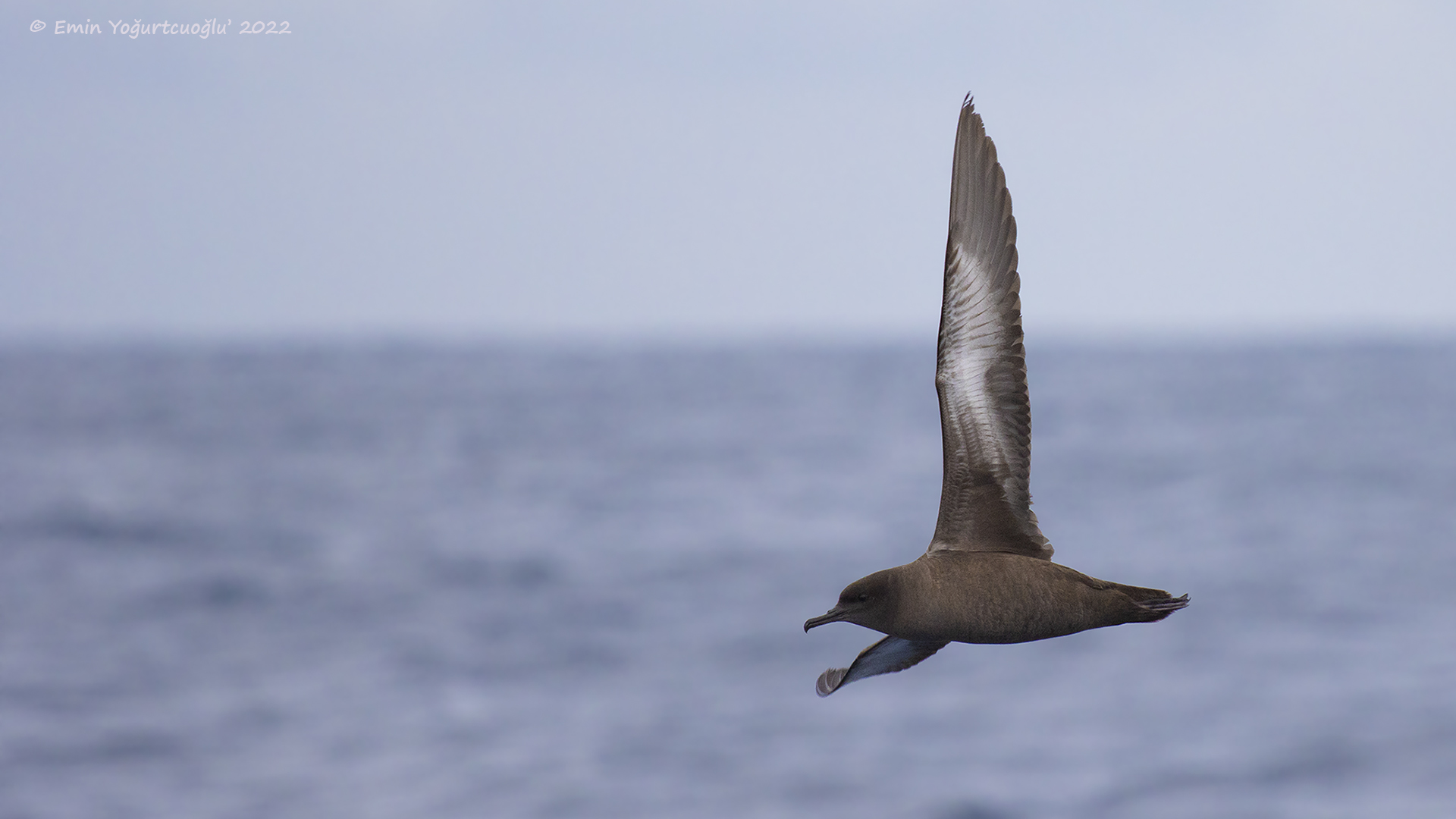 Külrengi Yelkovan » Sooty Shearwater » Ardenna grisea