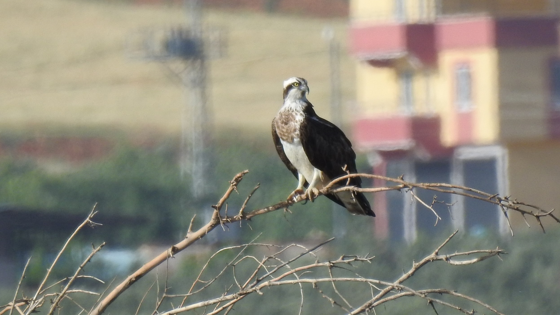 Balık kartalı » Western Osprey » Pandion haliaetus