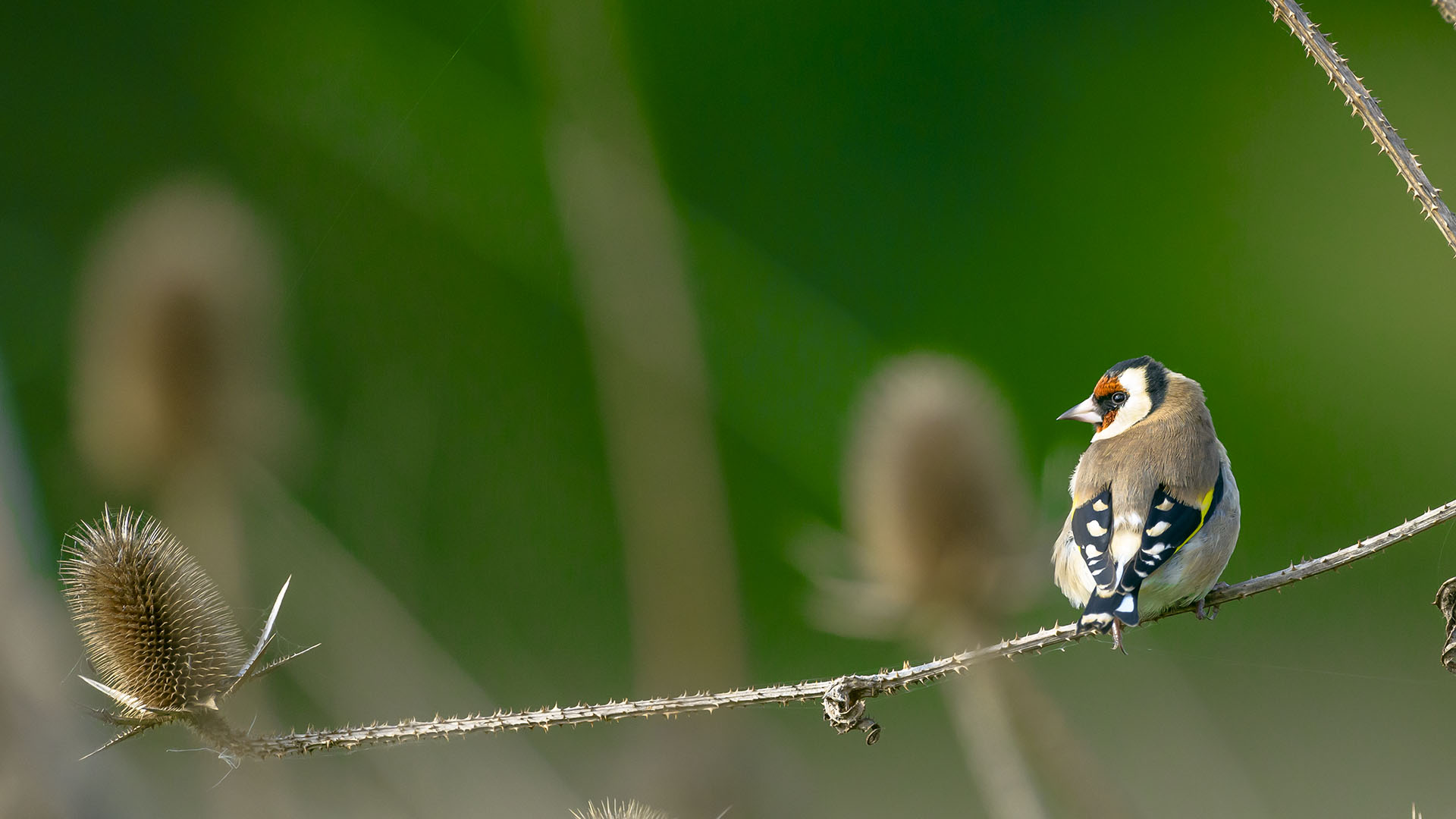 Saka » European Goldfinch » Carduelis carduelis