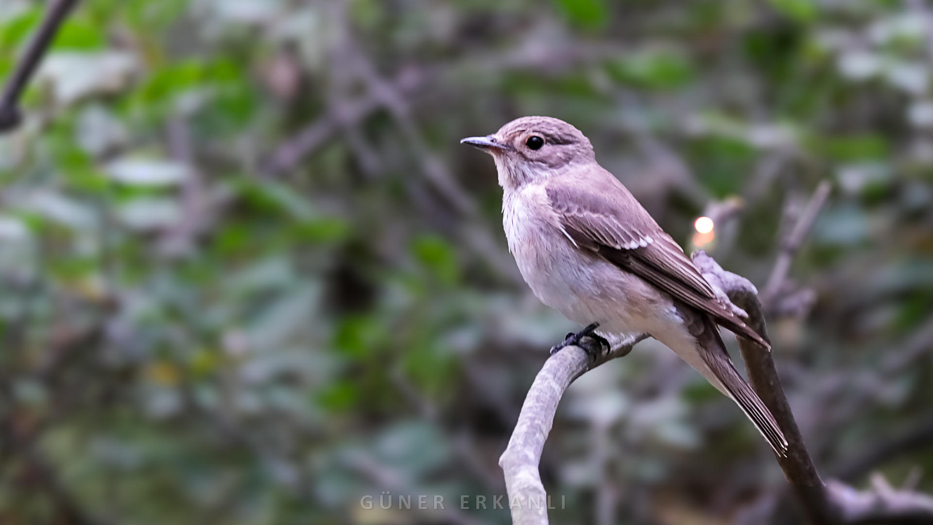 Benekli sinekkapan » Spotted Flycatcher » Muscicapa striata