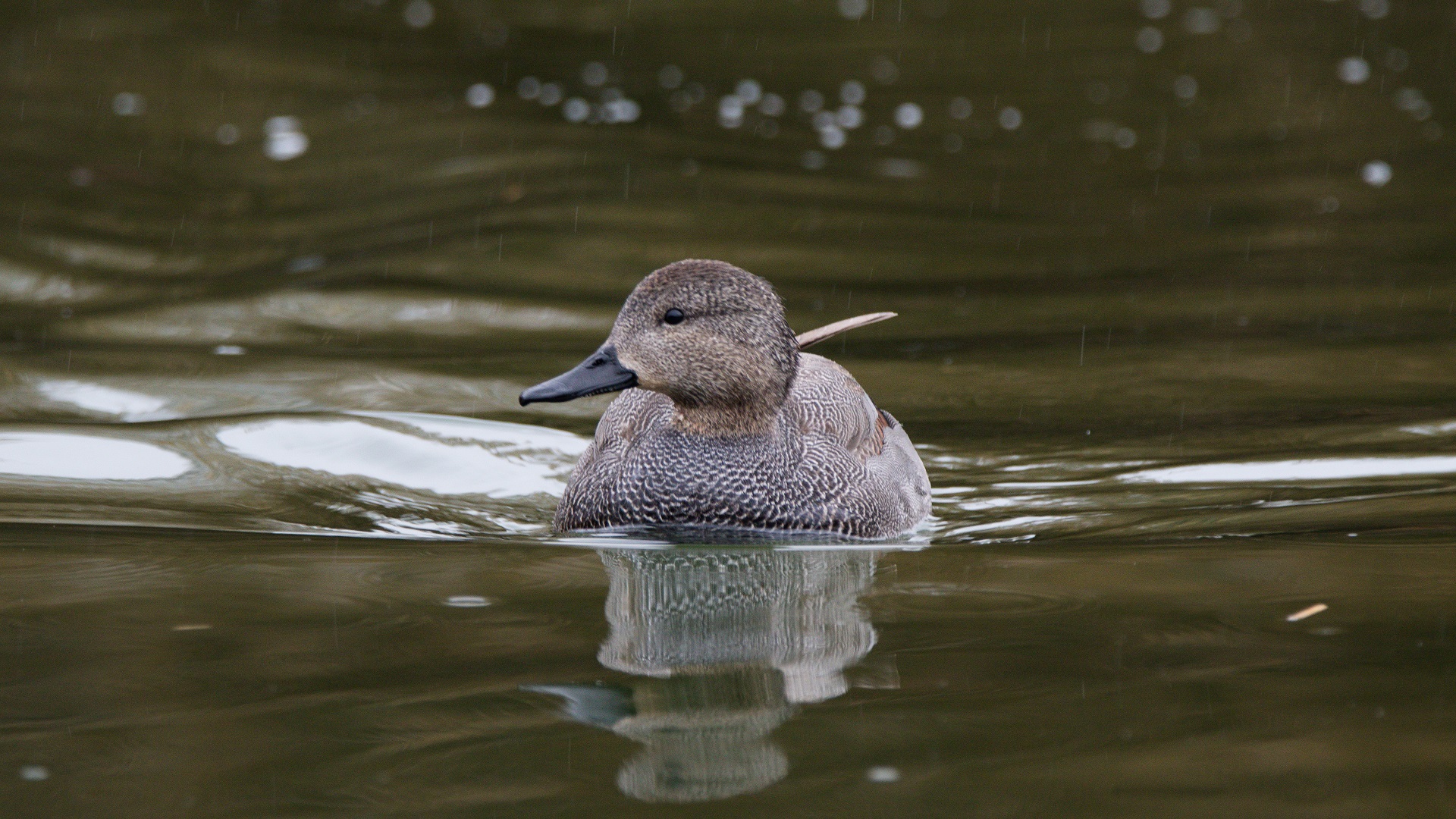 Boz ördek » Gadwall » Mareca strepera