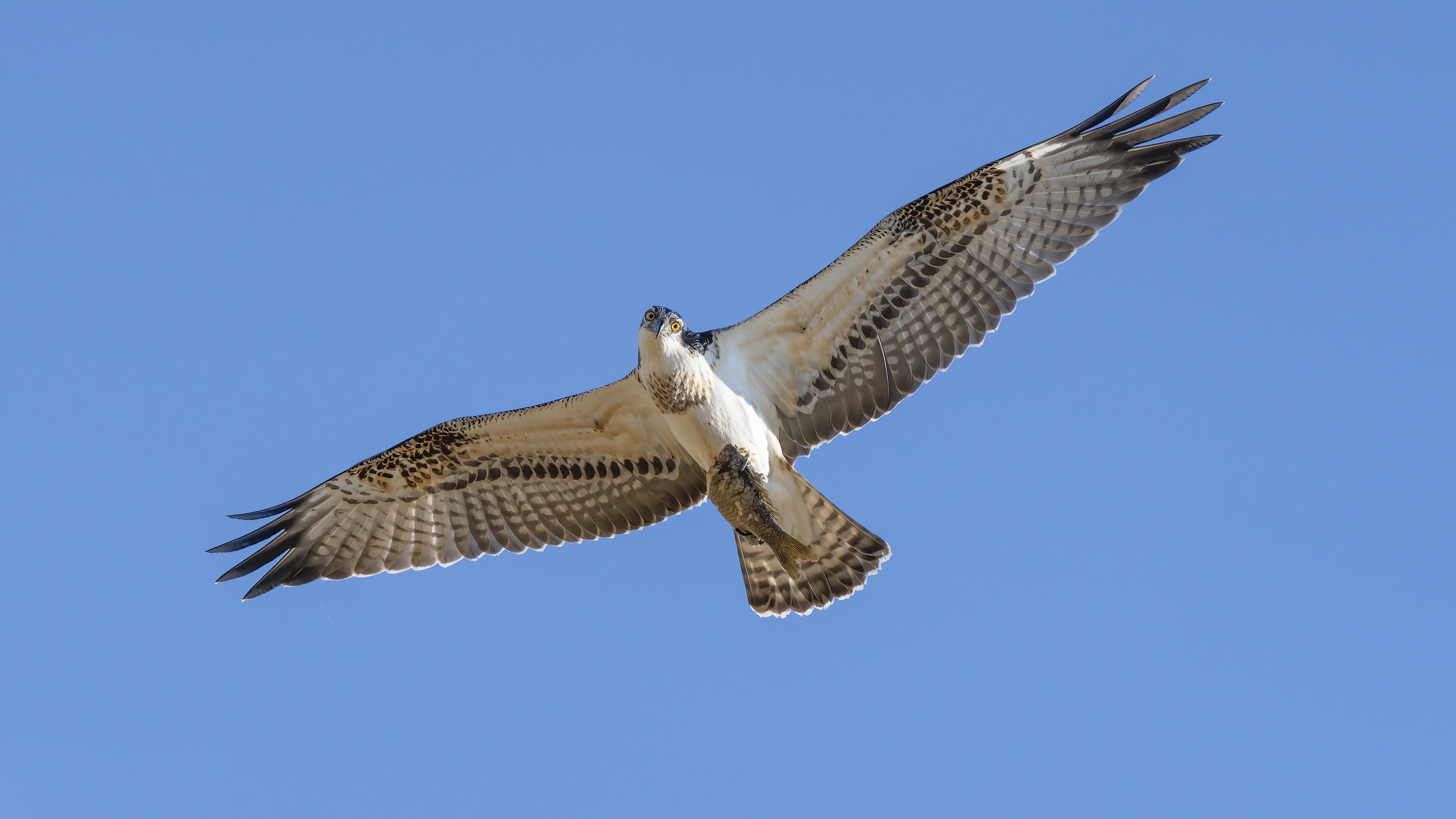 Balık kartalı » Western Osprey » Pandion haliaetus