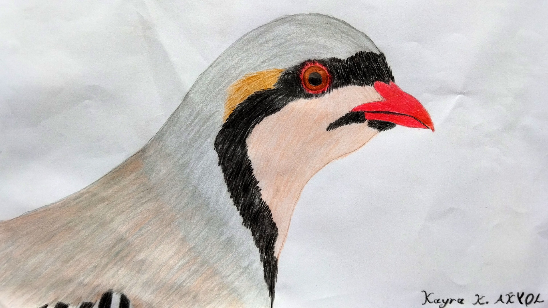 Kınalı keklik » Chukar Partridge » Alectoris chukar